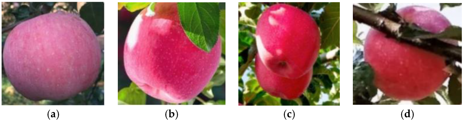 Agronomy 15 00413 g001