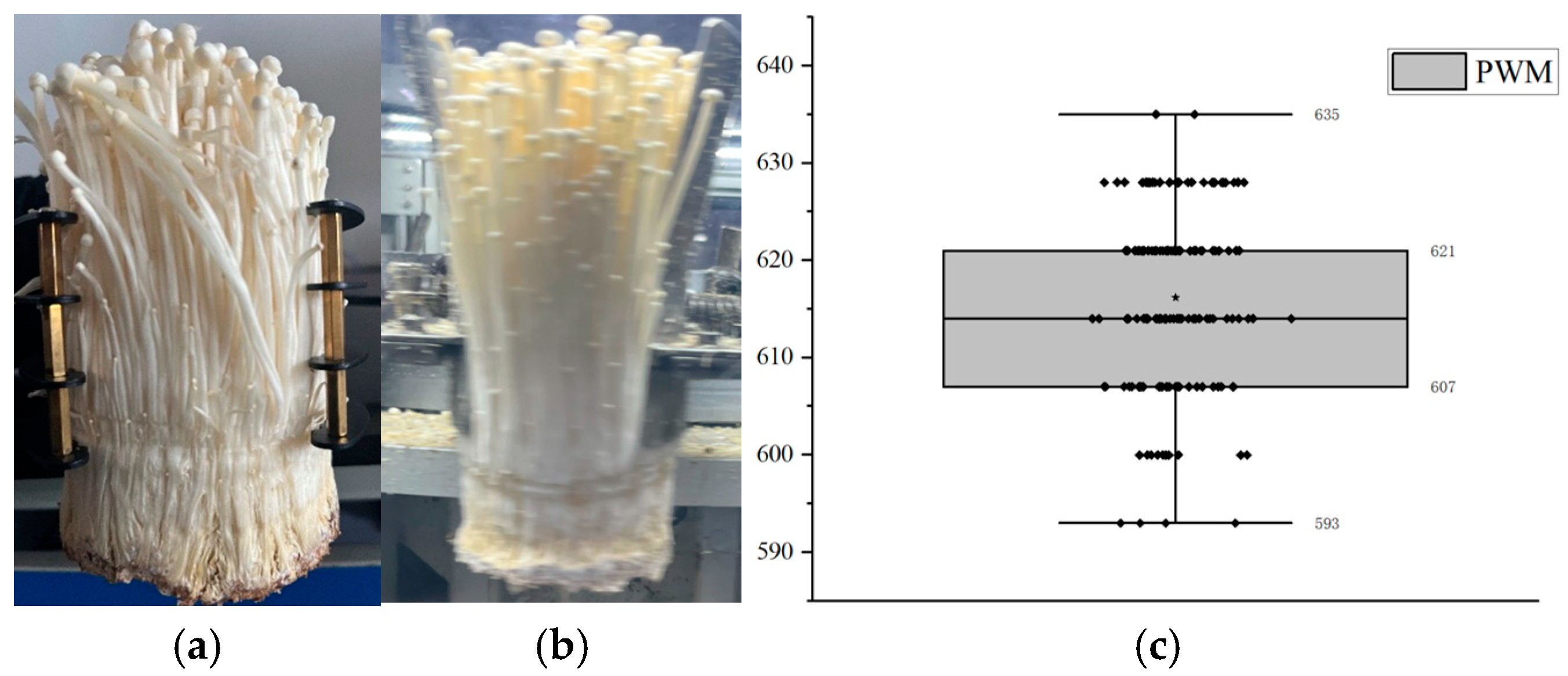 Agronomy 15 00432 g019