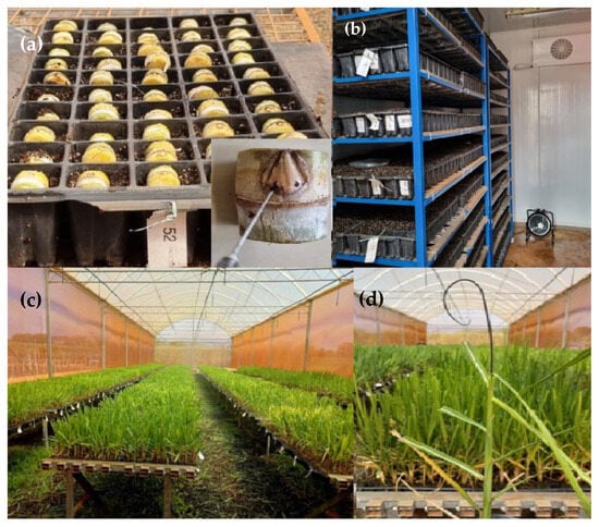 Agronomy 15 00448 g0a1