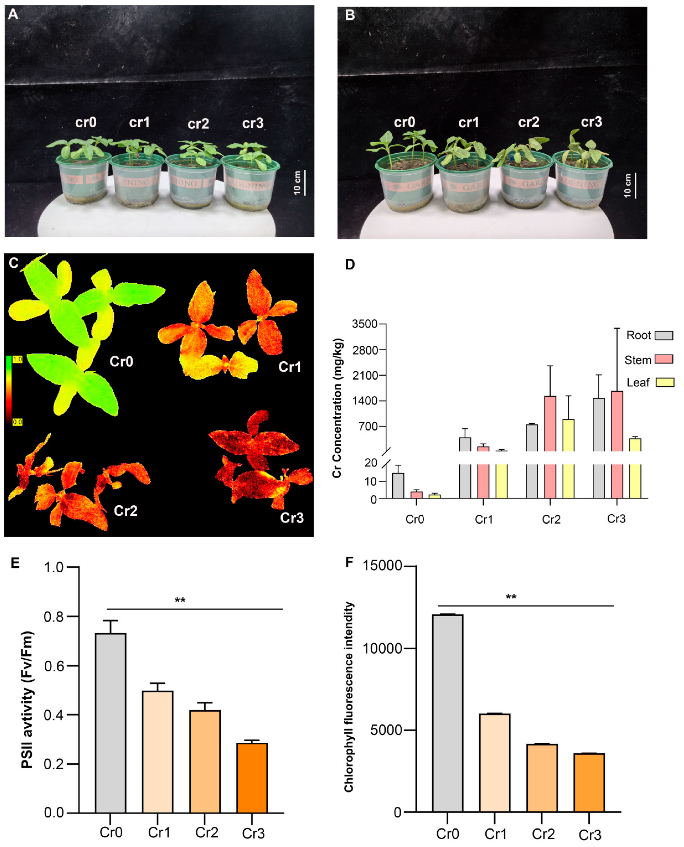 Agronomy 15 00464 g001