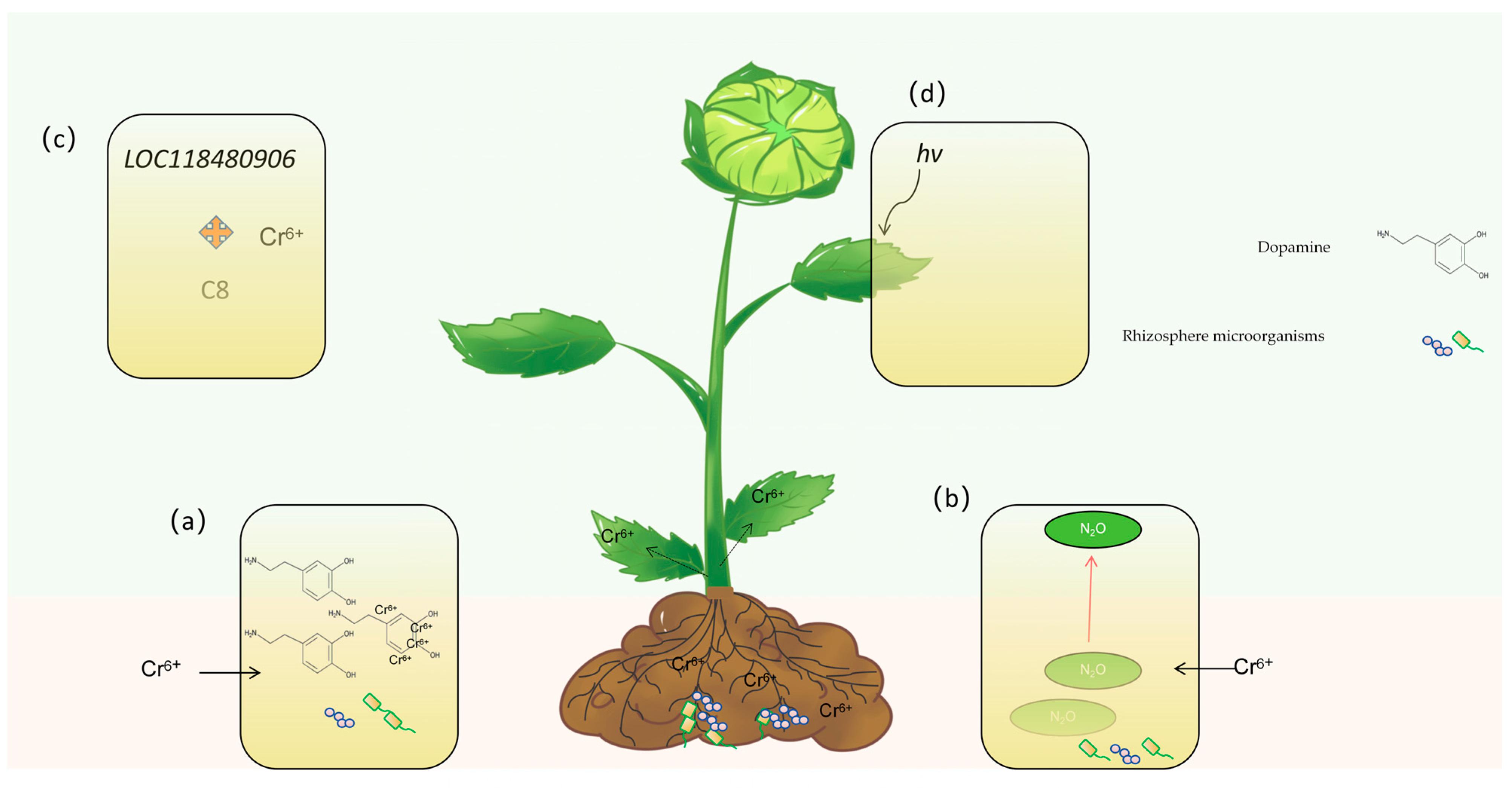 Agronomy 15 00464 g006