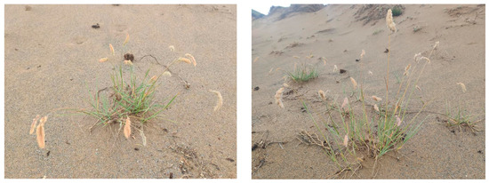 Agronomy 15 00481 g0a1