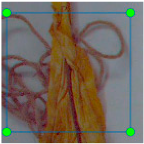 Agronomy 15 00489 i009