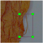 Agronomy 15 00489 i012