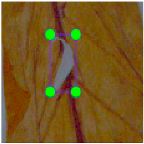 Agronomy 15 00489 i014