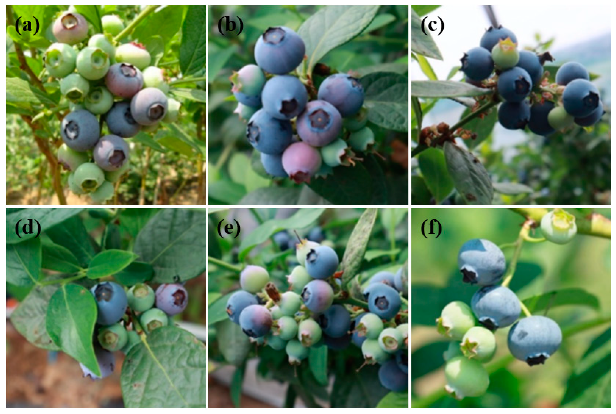 Agronomy 15 00535 g002