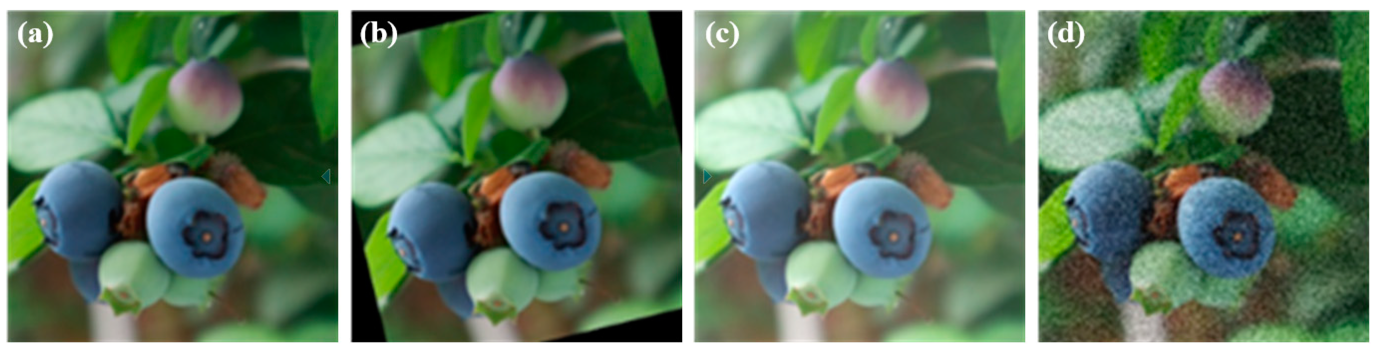 Agronomy 15 00535 g003