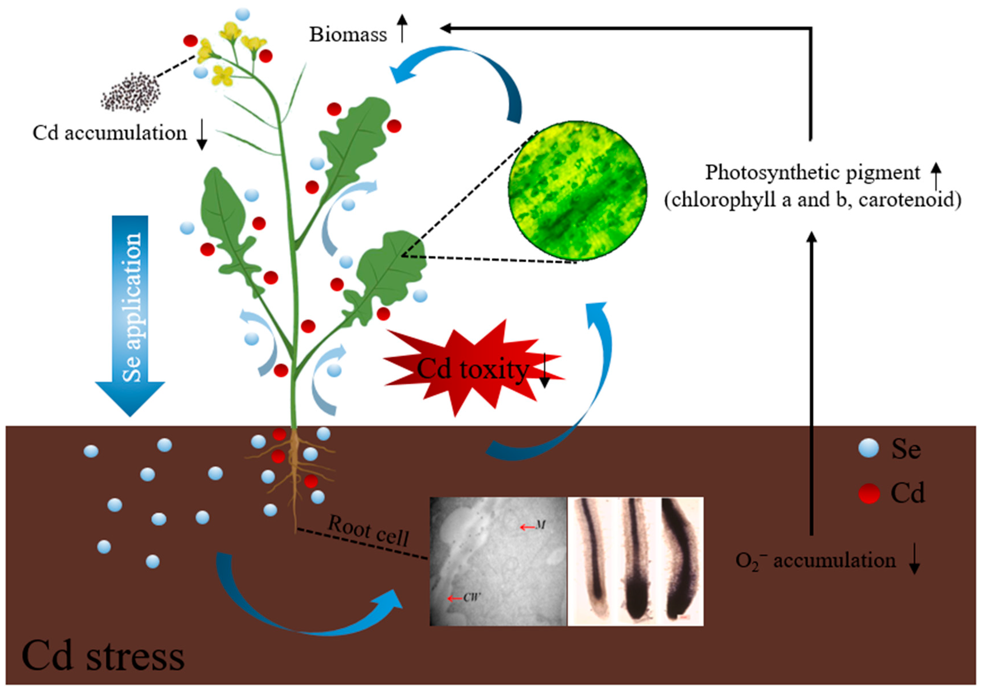 Agronomy 15 00541 g003 Agronomy 15 00541 g003