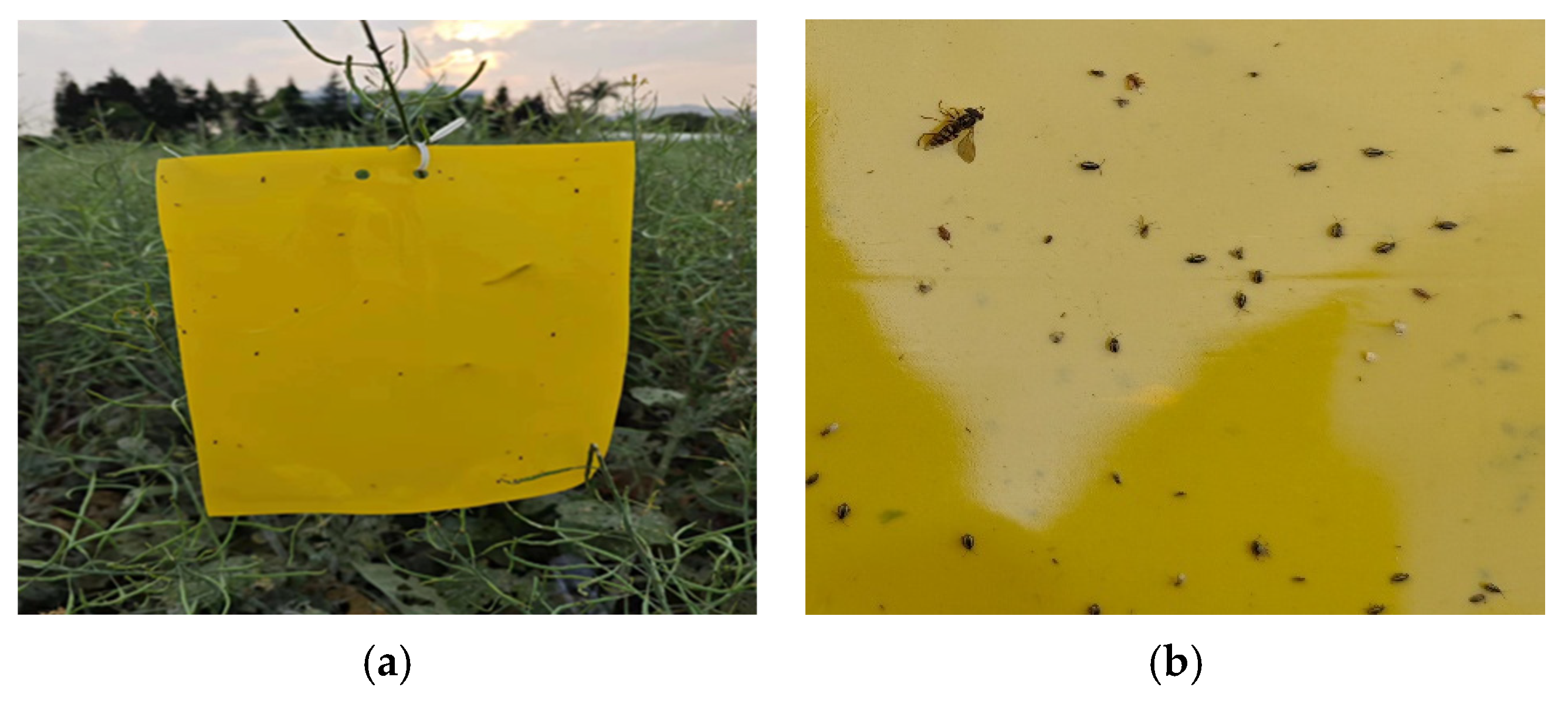Agronomy 15 00575 g002 Agronomy 15 00575 g002