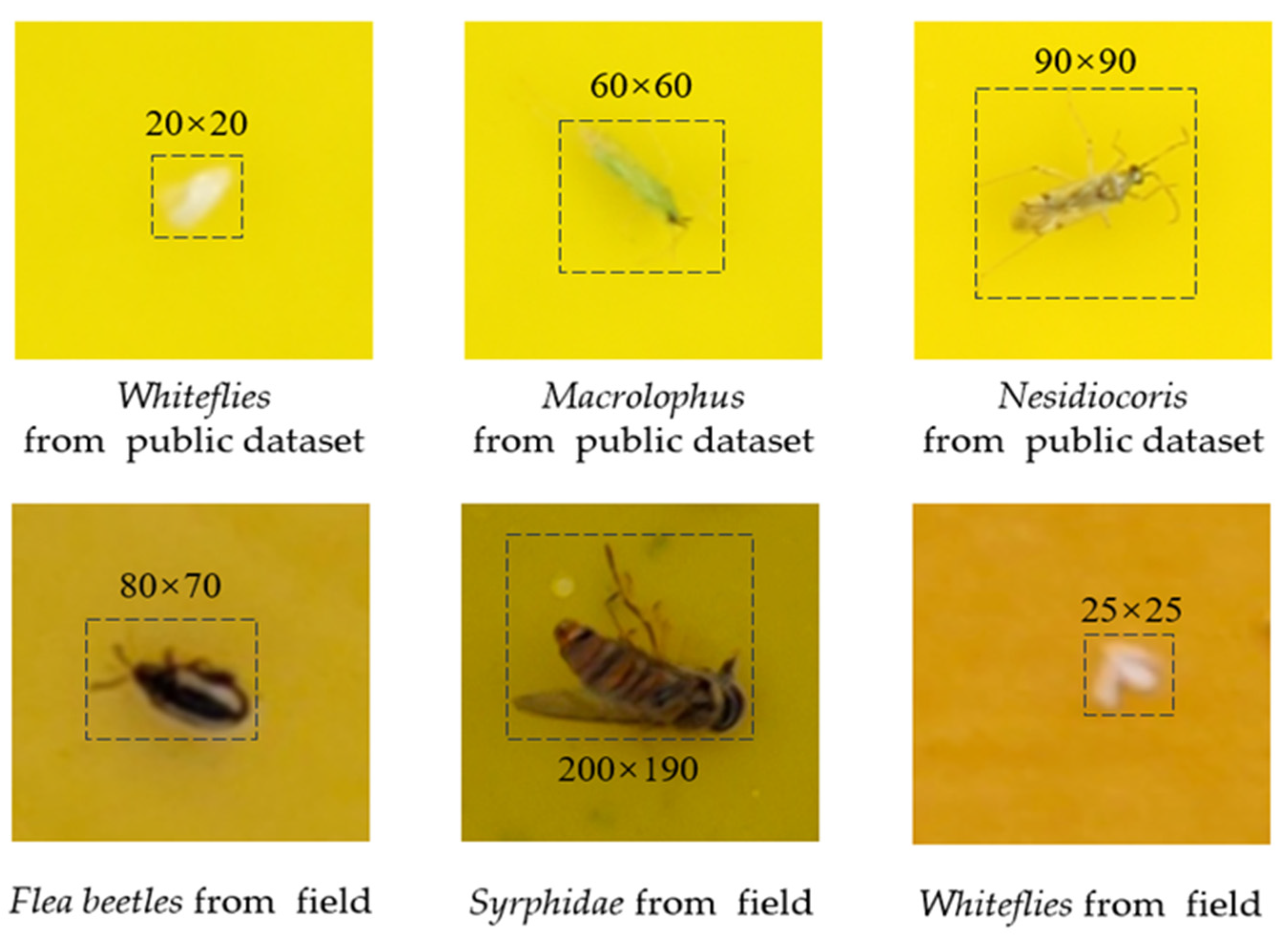 Agronomy 15 00575 g003 Agronomy 15 00575 g003