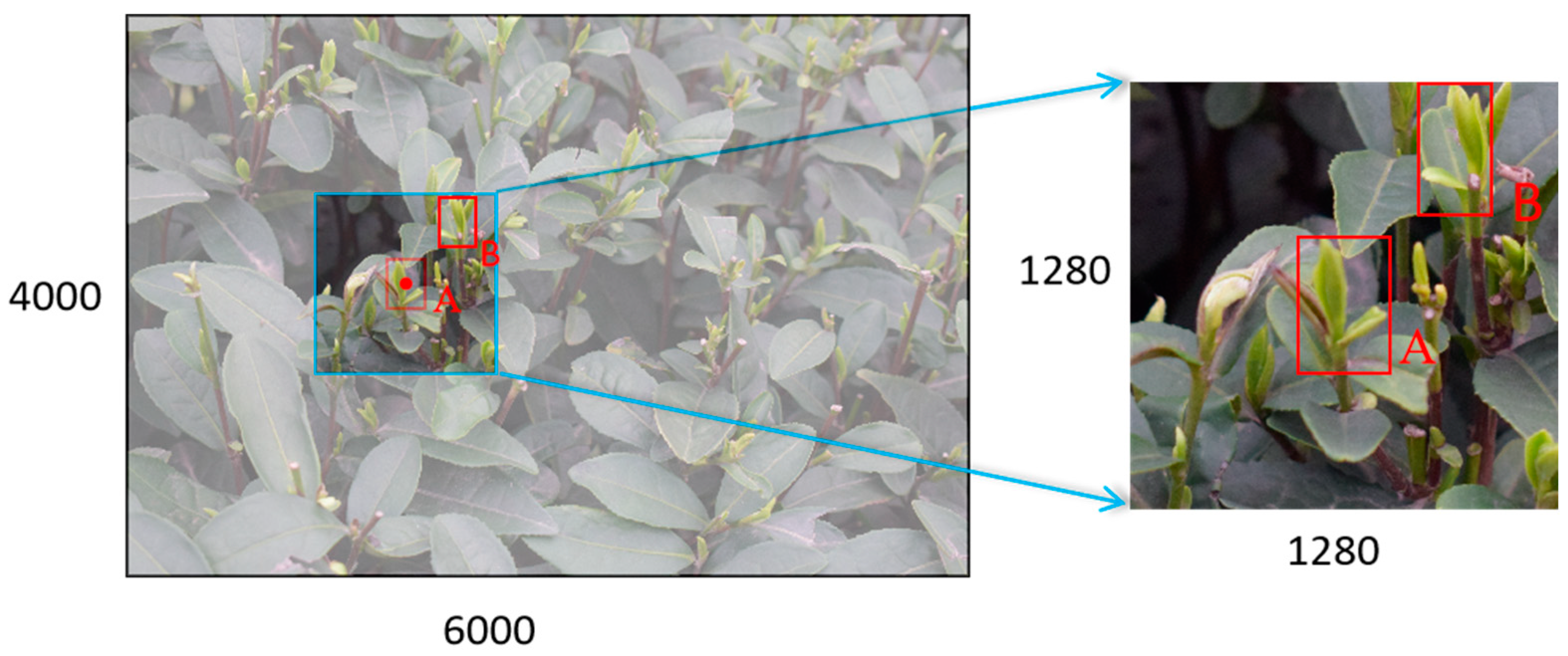 Agronomy 15 00582 g005