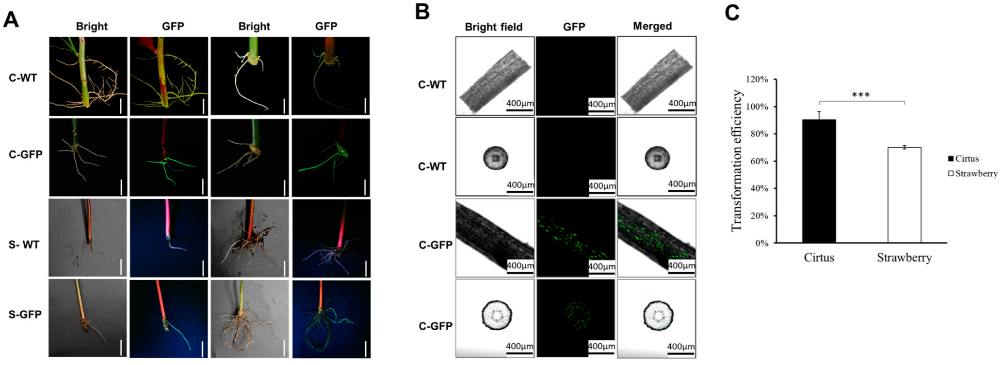 Agronomy 15 00603 g002