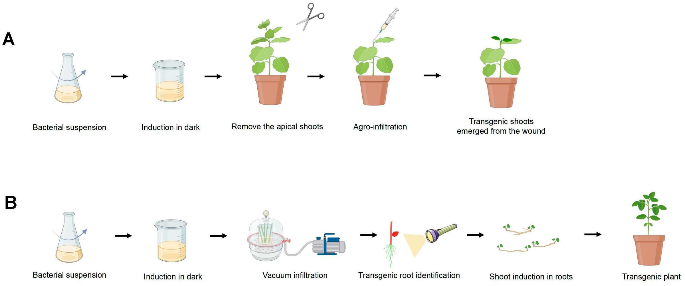 Agronomy 15 00603 g004