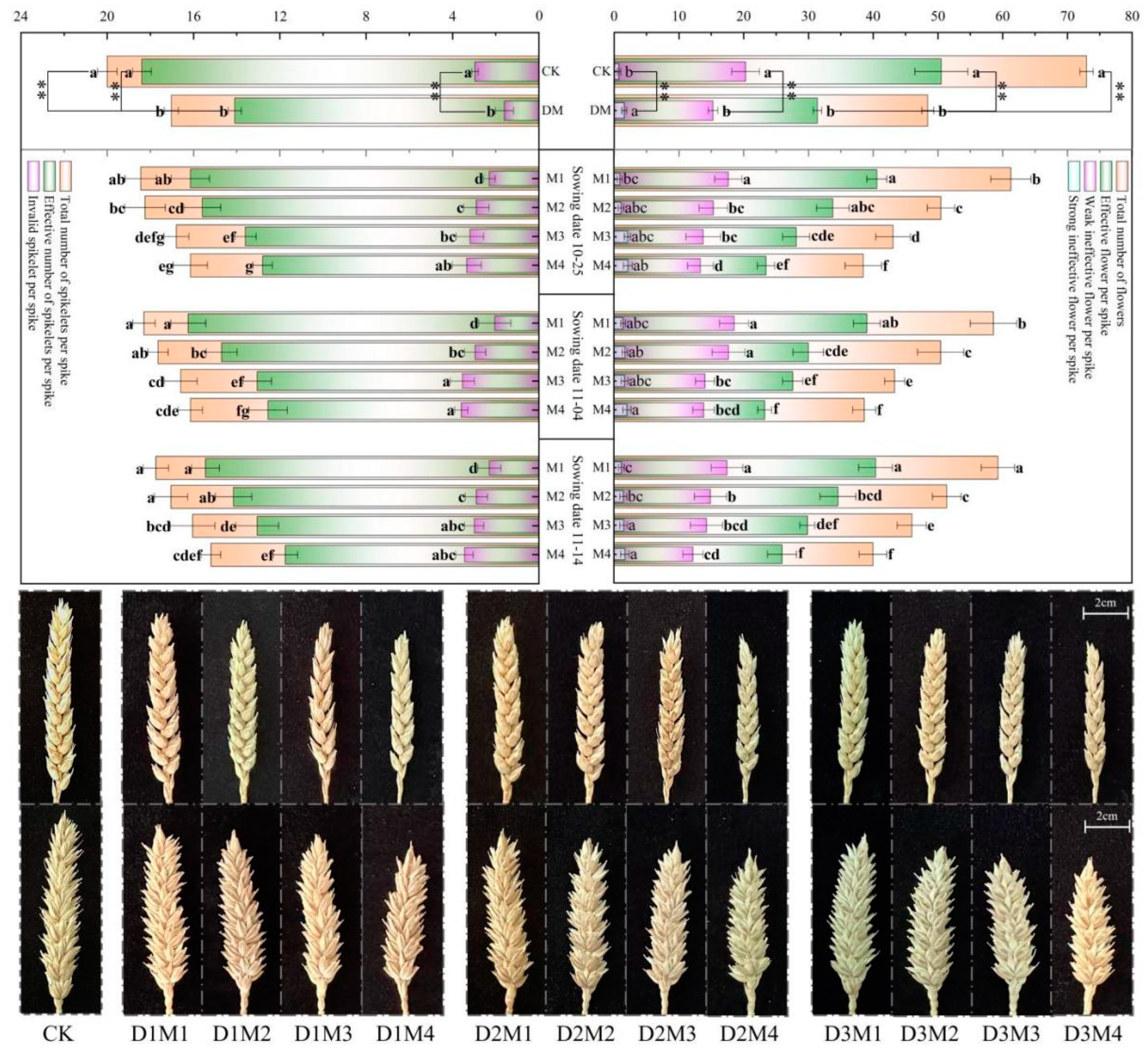 Agronomy 15 00607 g007