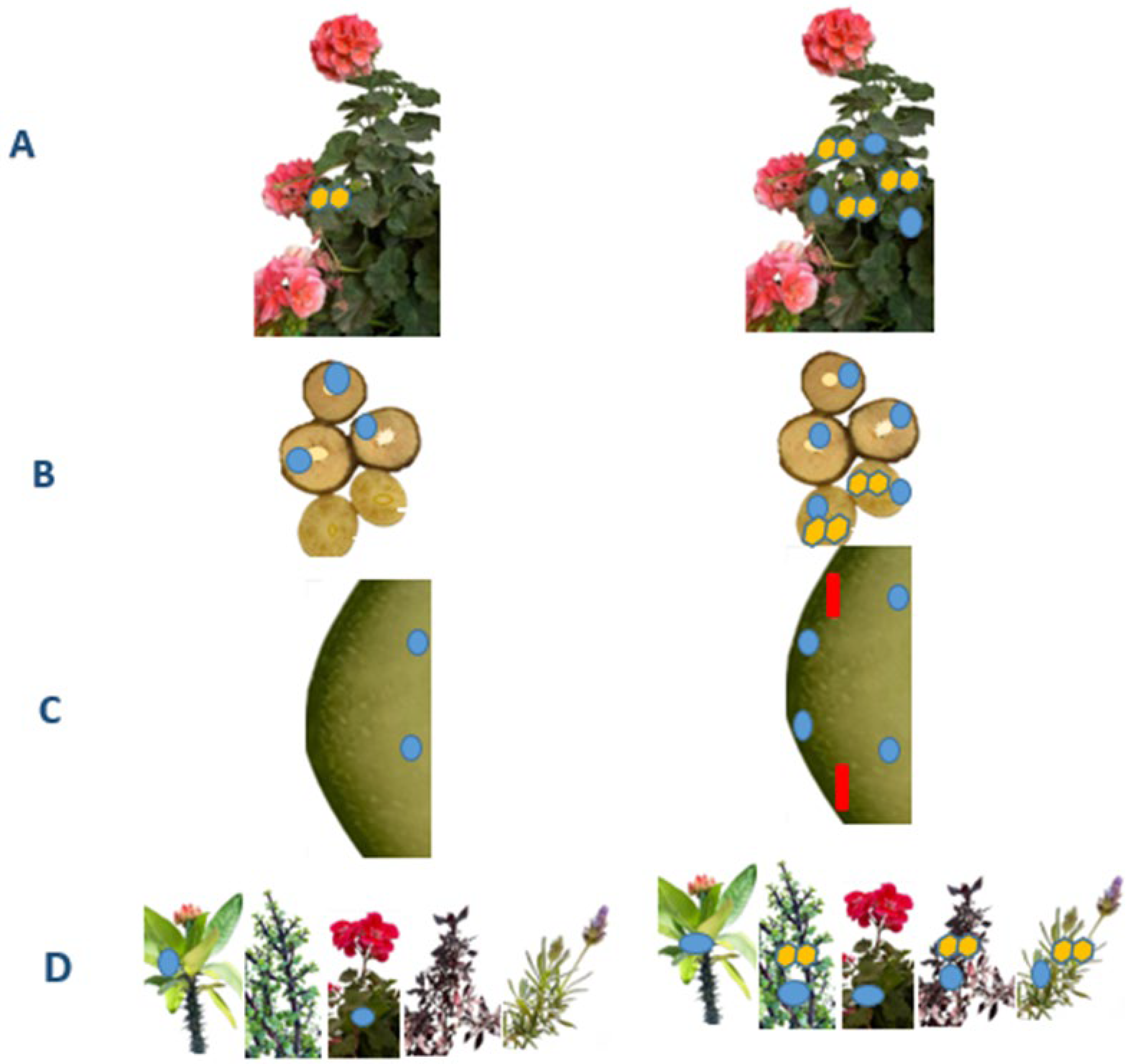 Agronomy 15 00620 g002