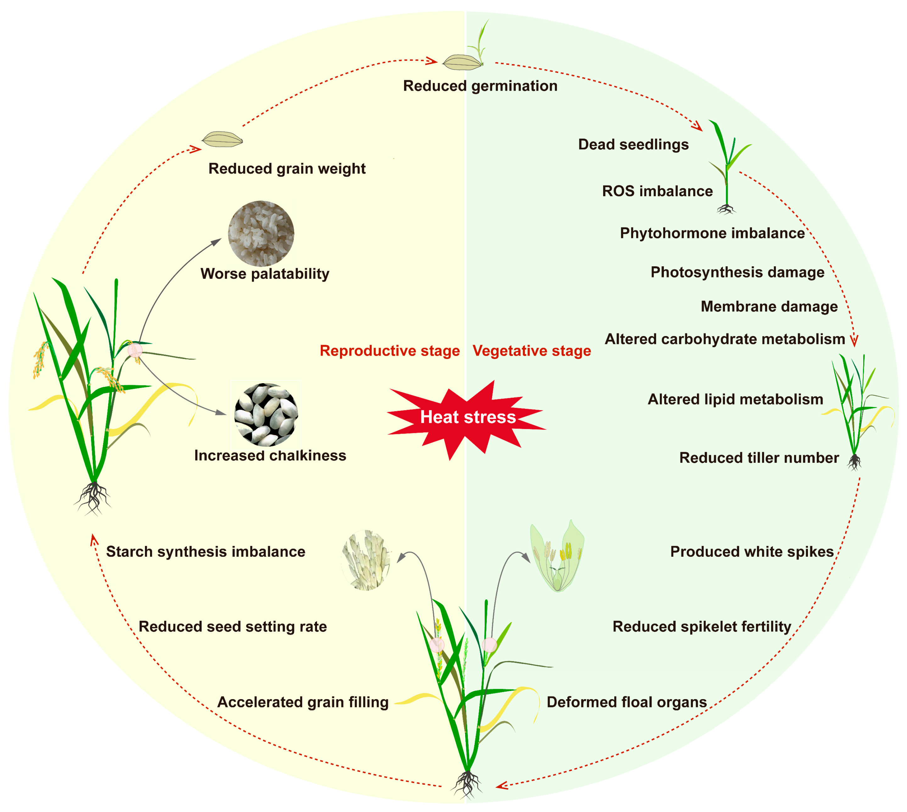Agronomy 15 00623 g001