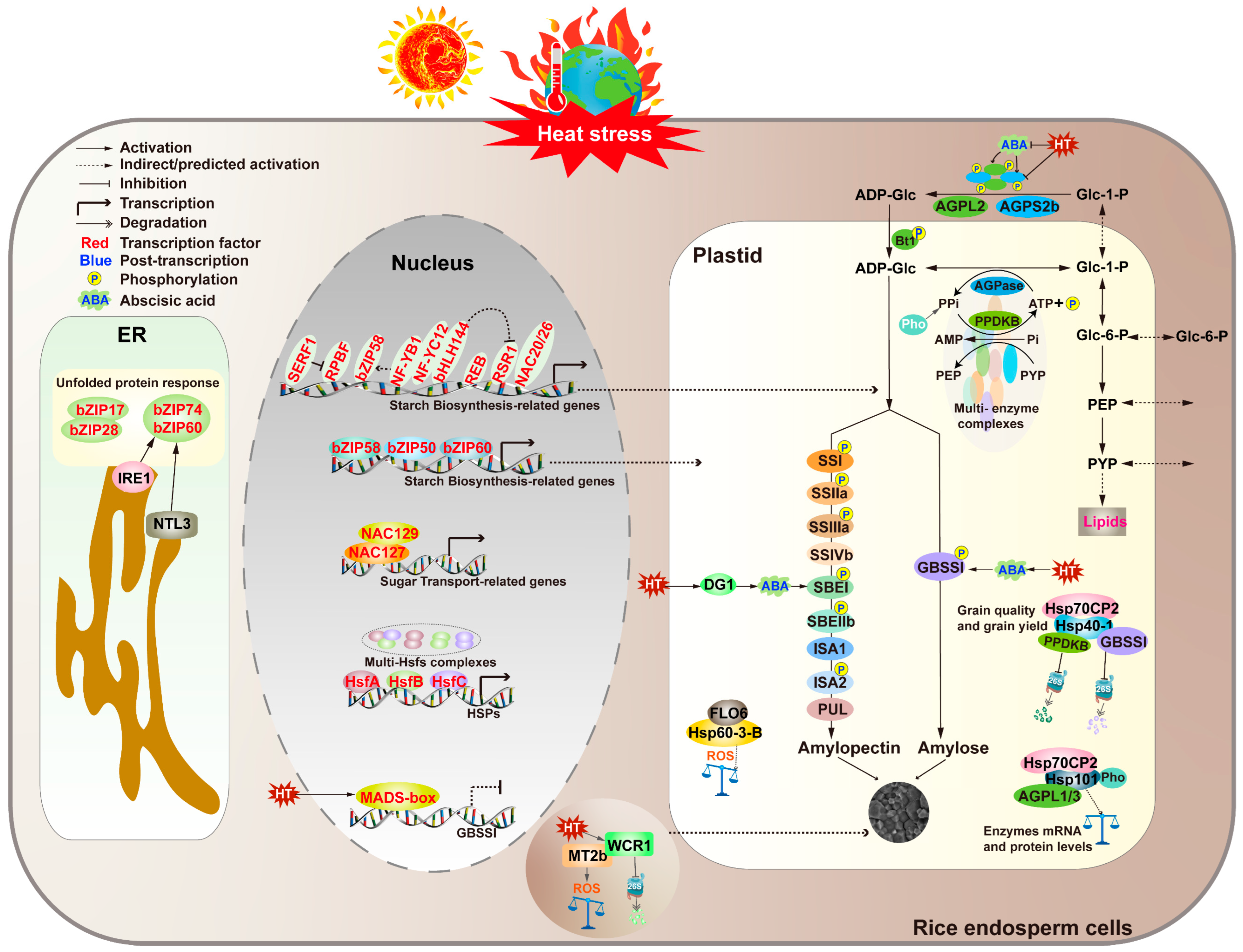 Agronomy 15 00623 g002
