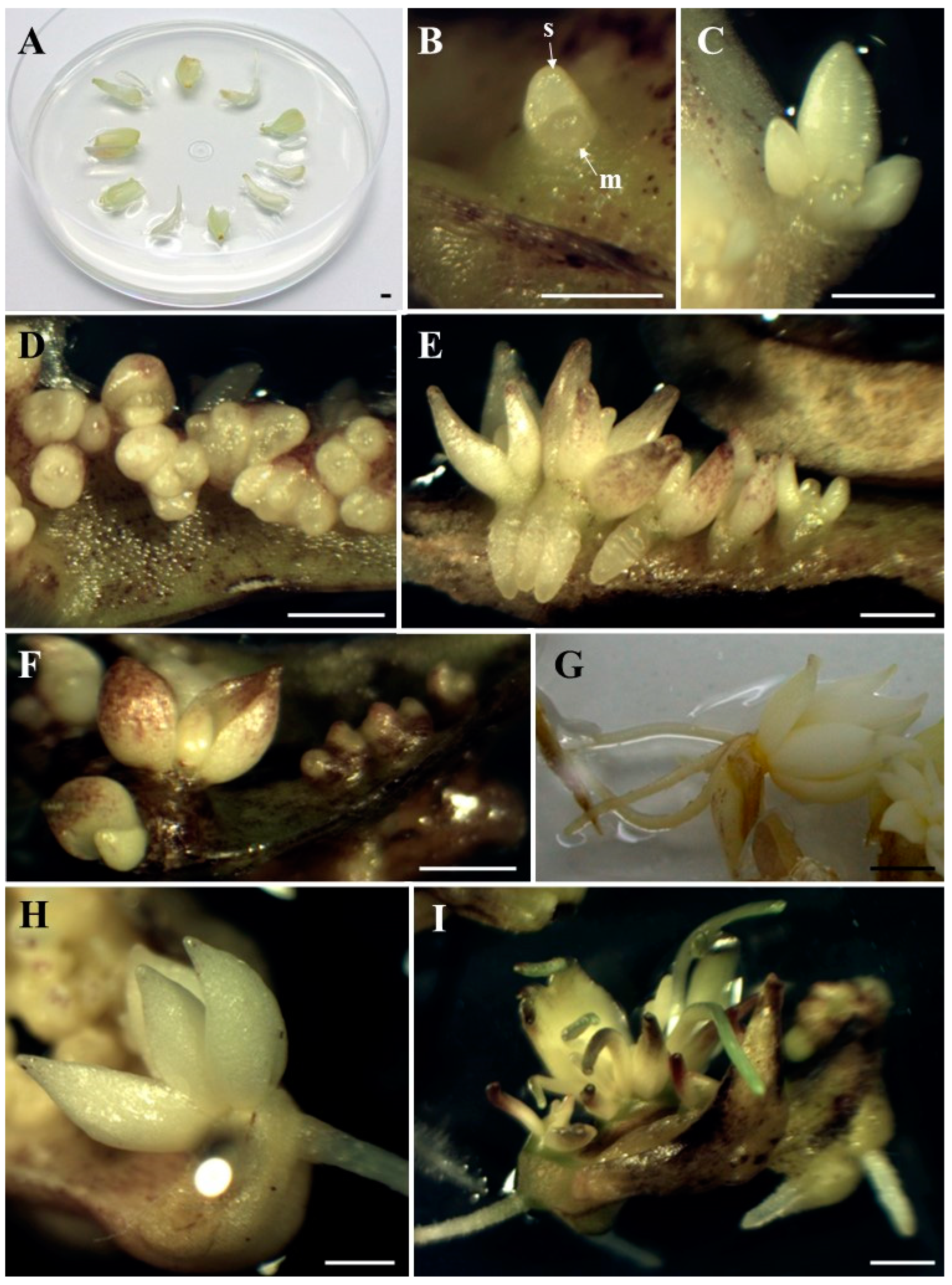 Agronomy 15 00642 g001