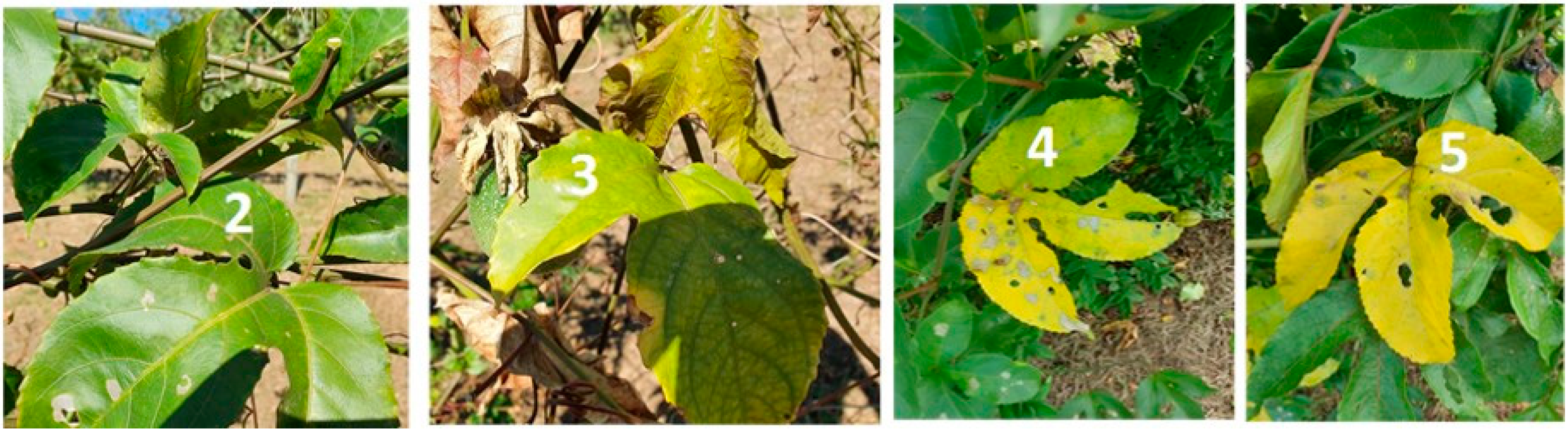 Agronomy 15 00681 g002