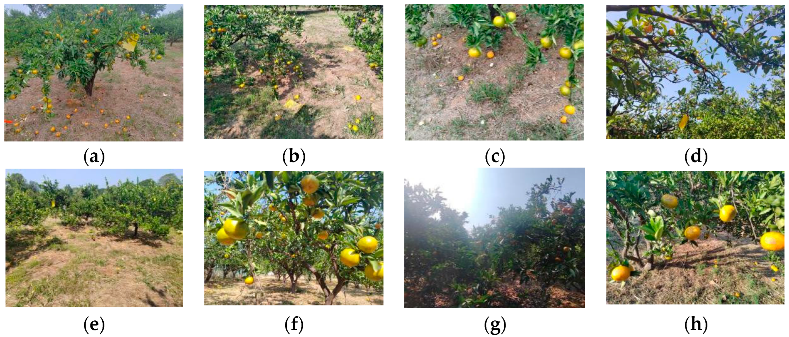 Agronomy 15 00687 g001