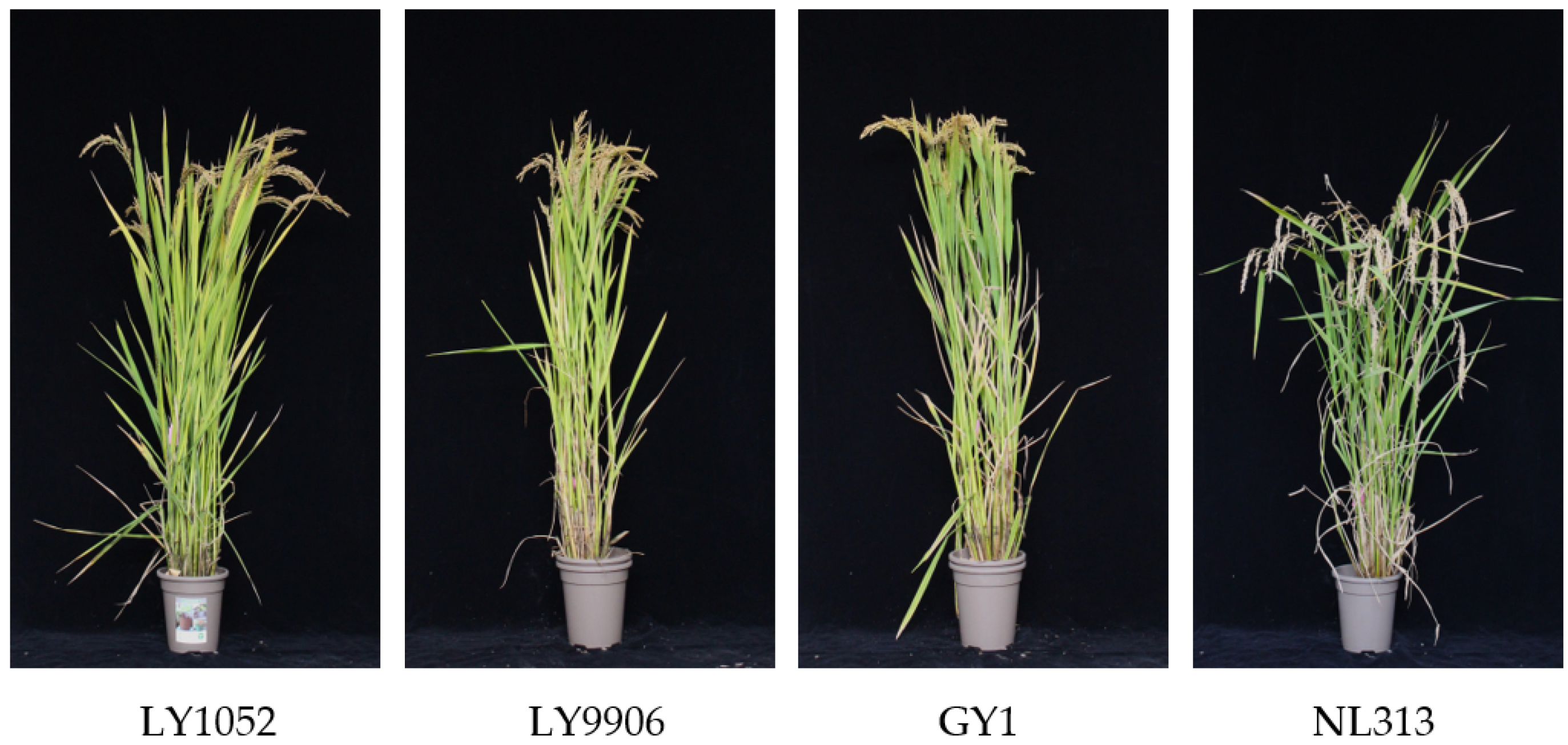 Agronomy 15 00699 g001