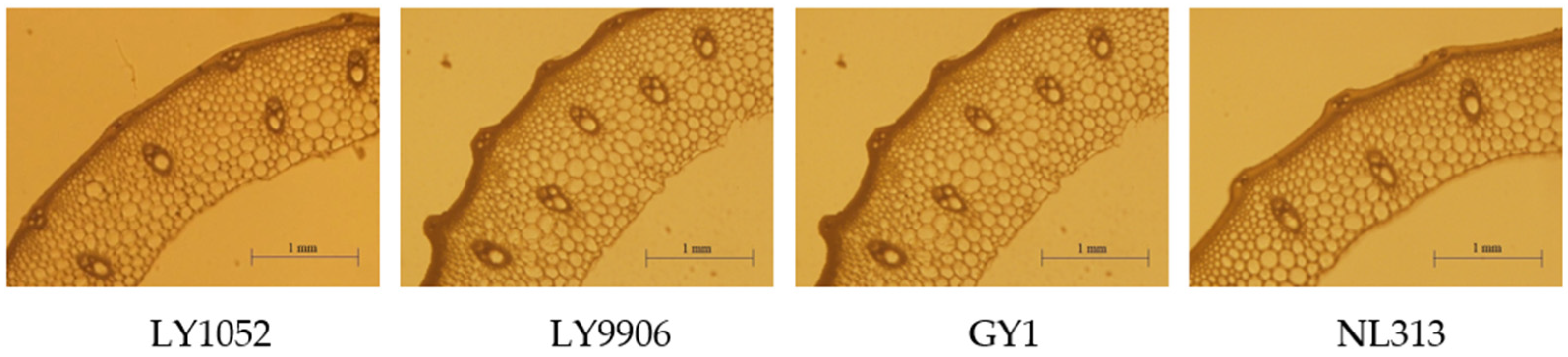 Agronomy 15 00699 g005
