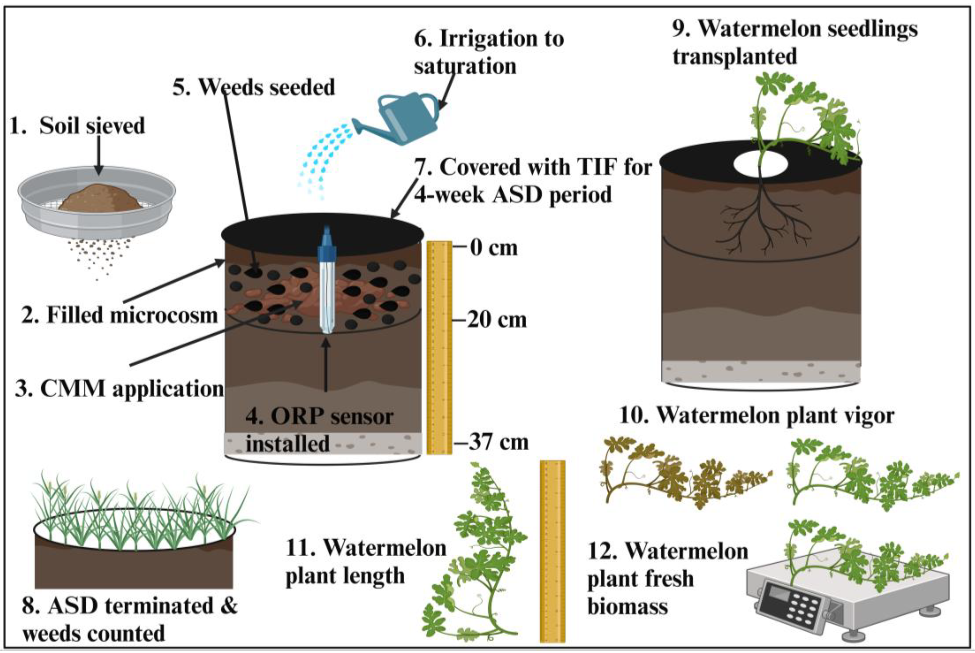 Agronomy 15 00705 g001 Agronomy 15 00705 g001