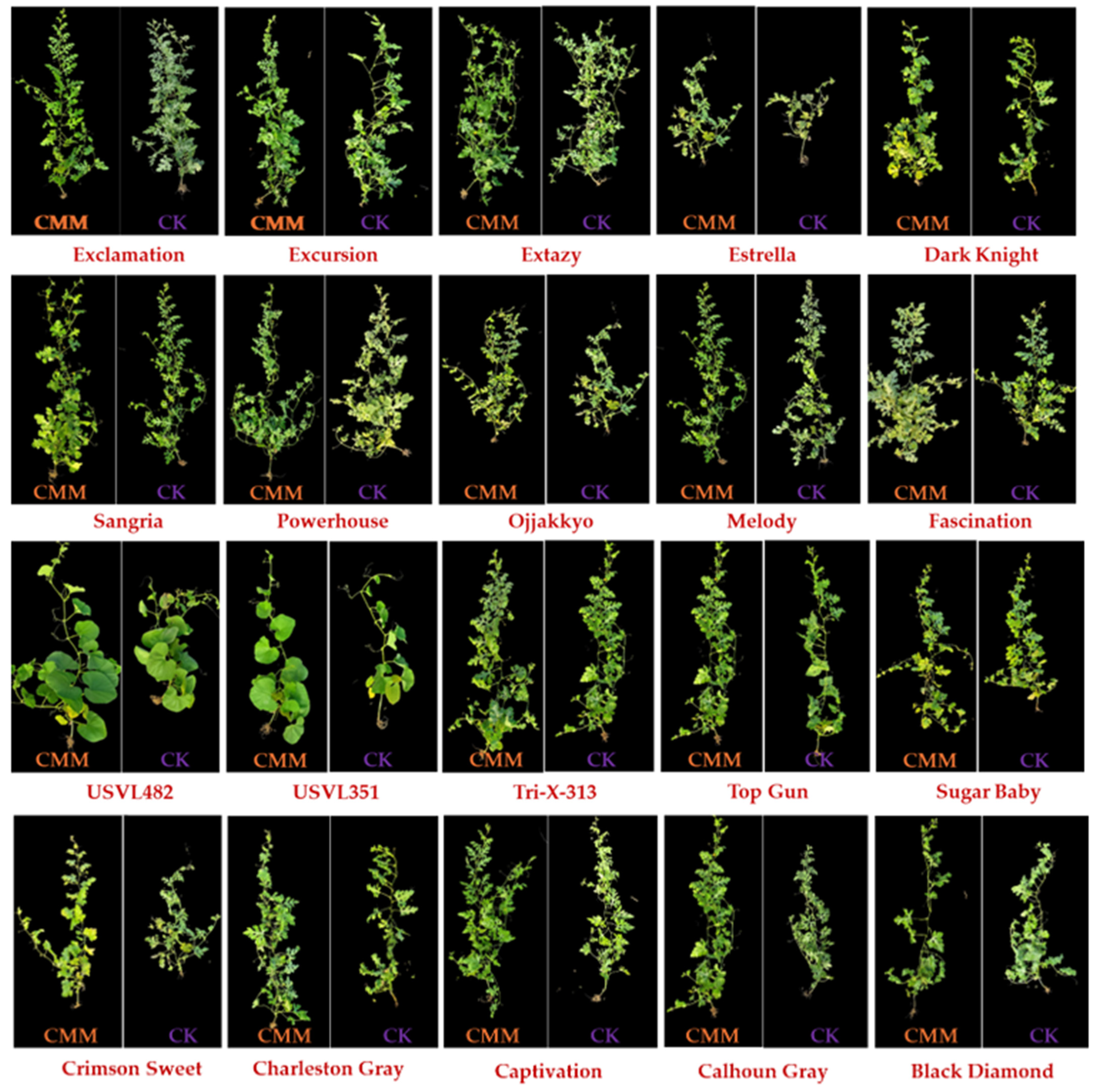 Agronomy 15 00705 g006 Agronomy 15 00705 g006