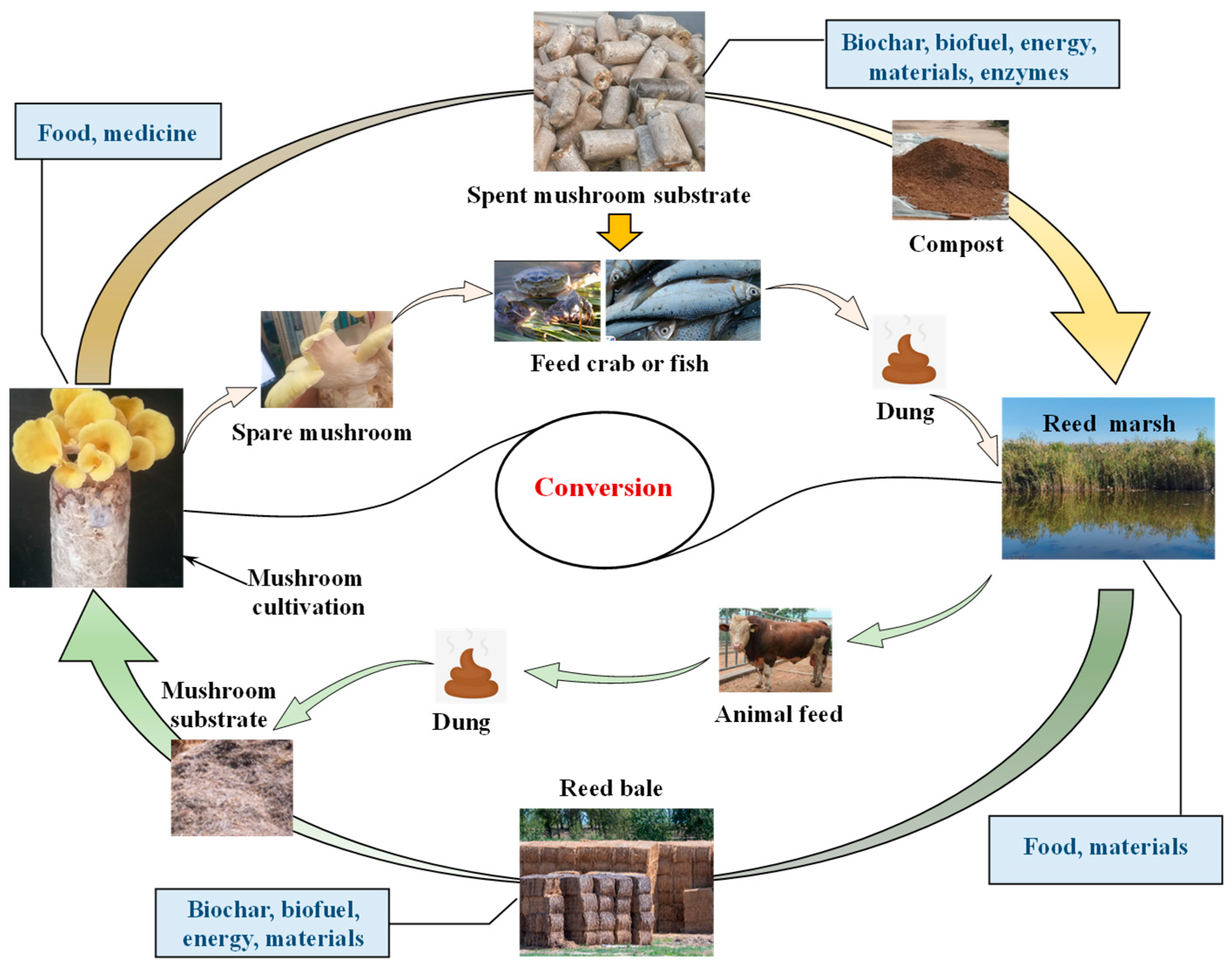 Agronomy 15 00746 g005