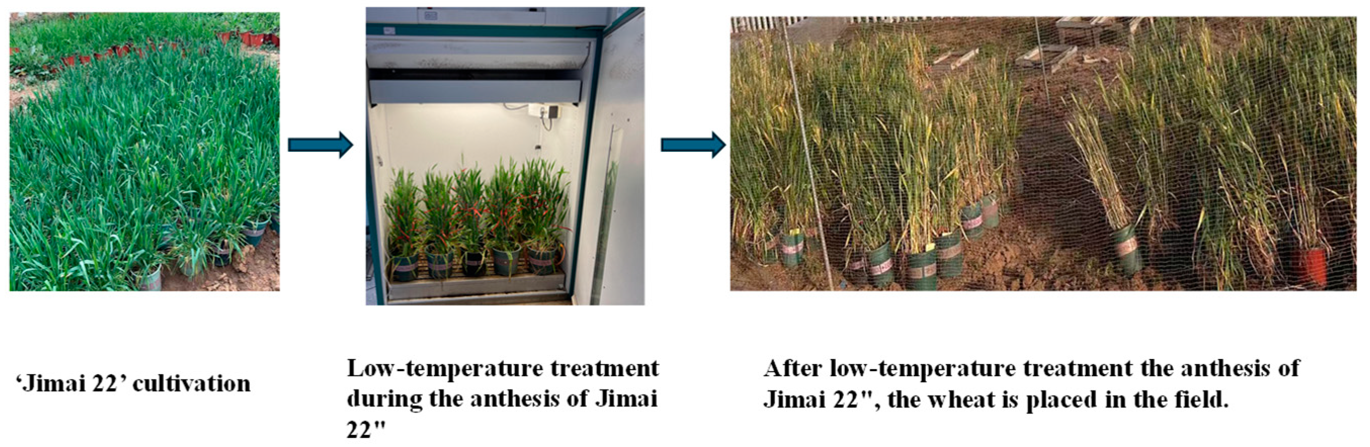 Agronomy 15 00761 g0a1