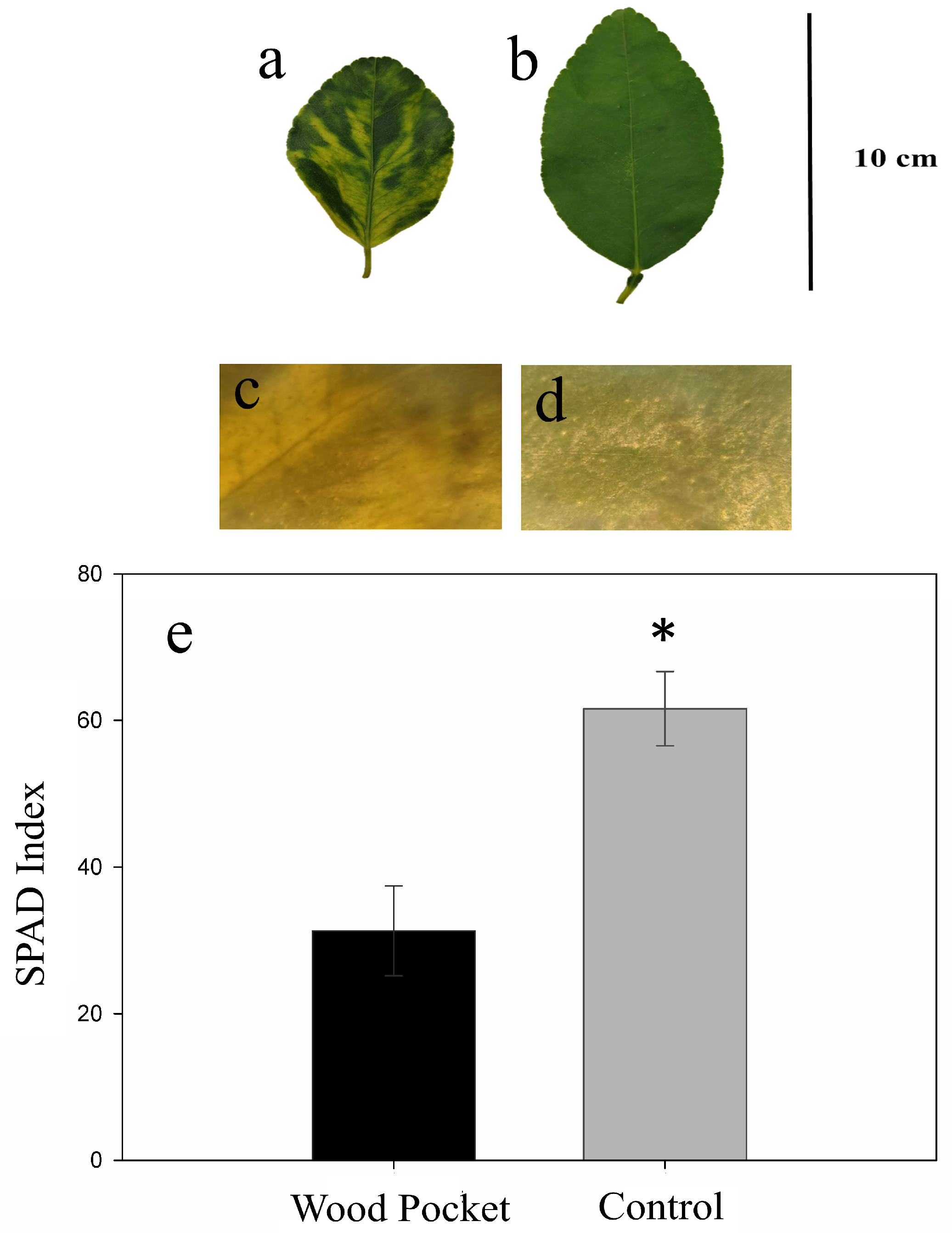 Agronomy 15 00762 g001