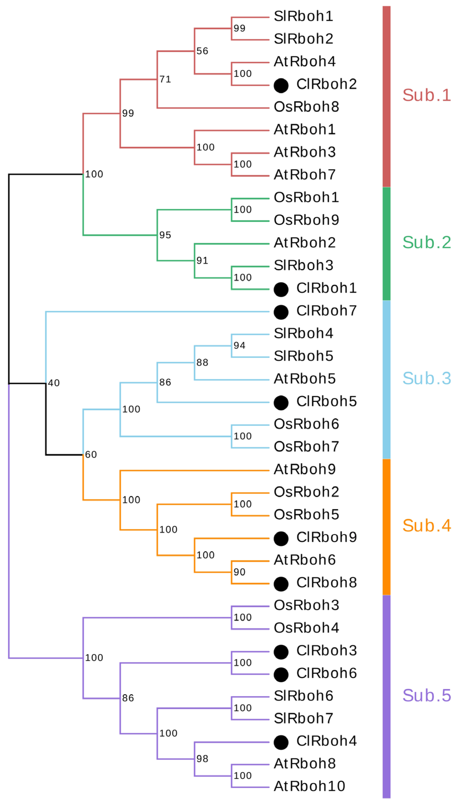 Agronomy 15 00784 g006