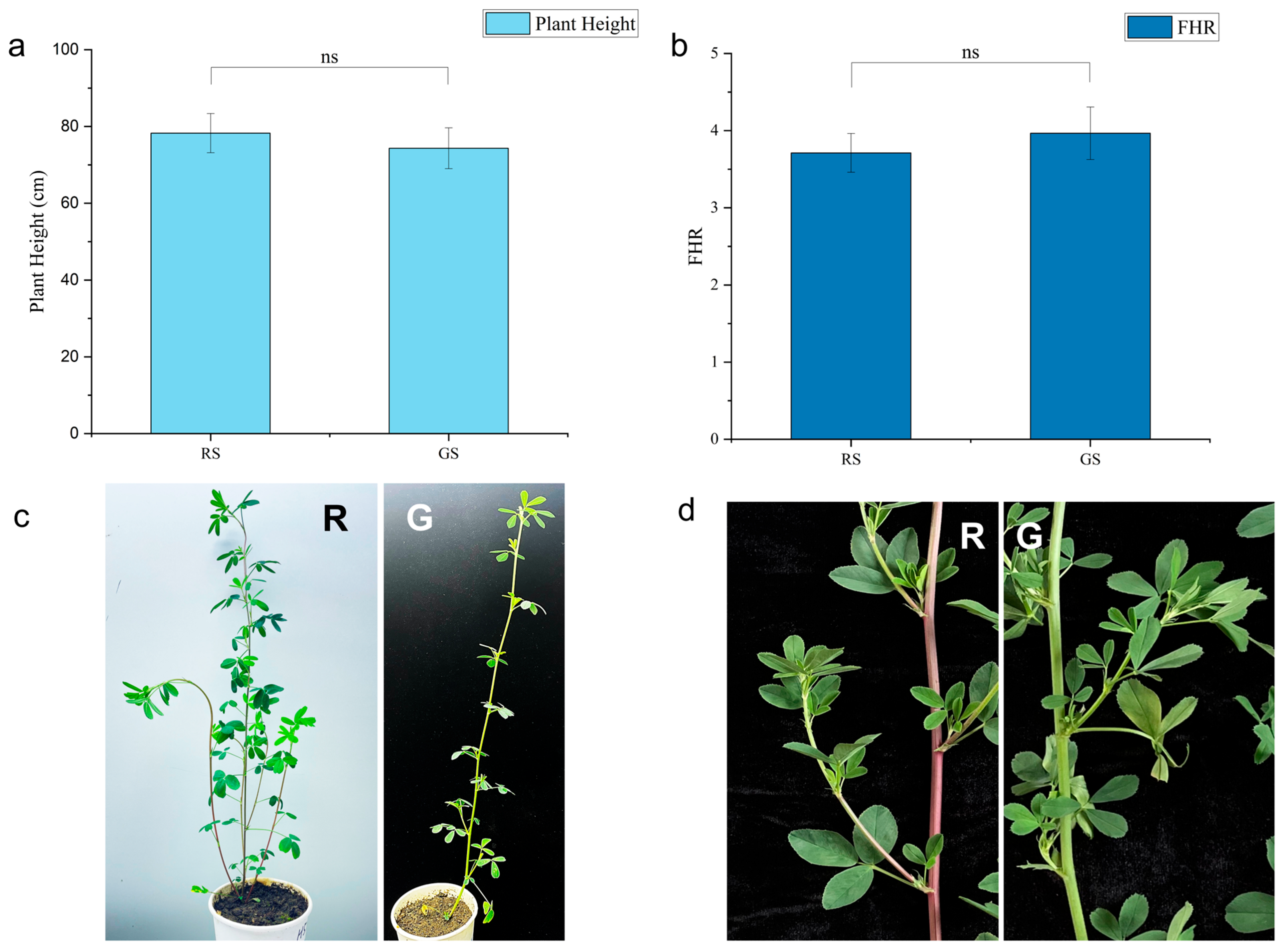 Agronomy 15 00862 g001