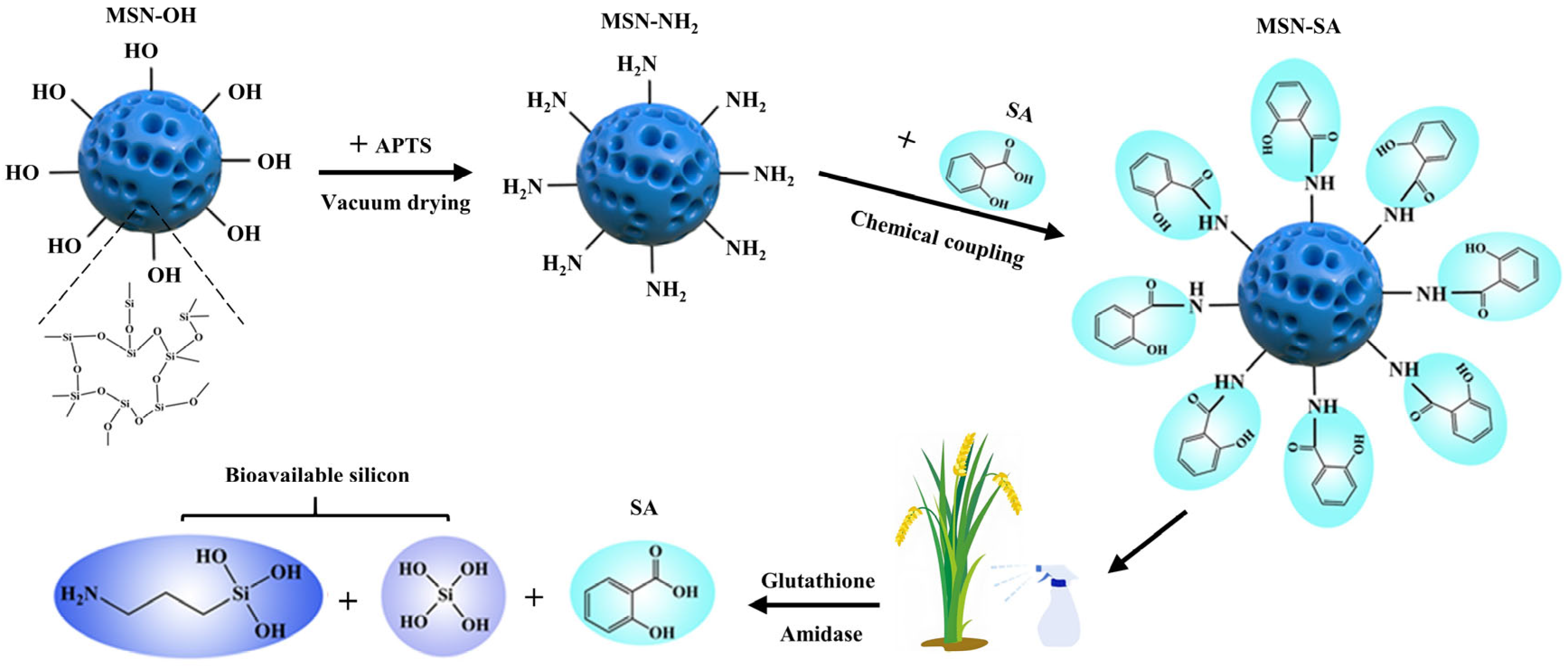 Agronomy 15 00874 g001