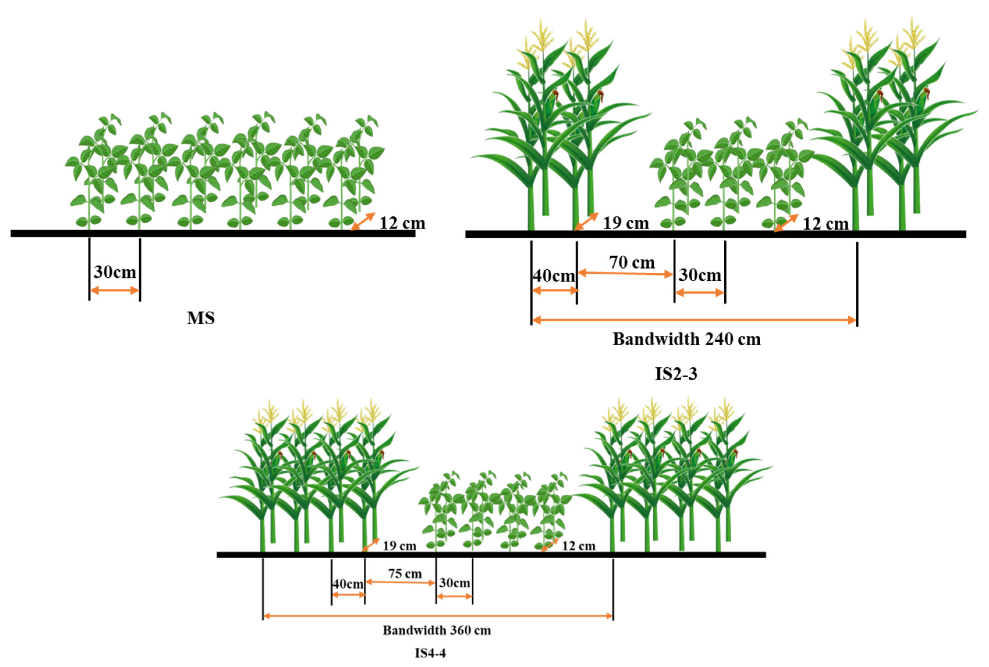 Agronomy 15 00880 g001