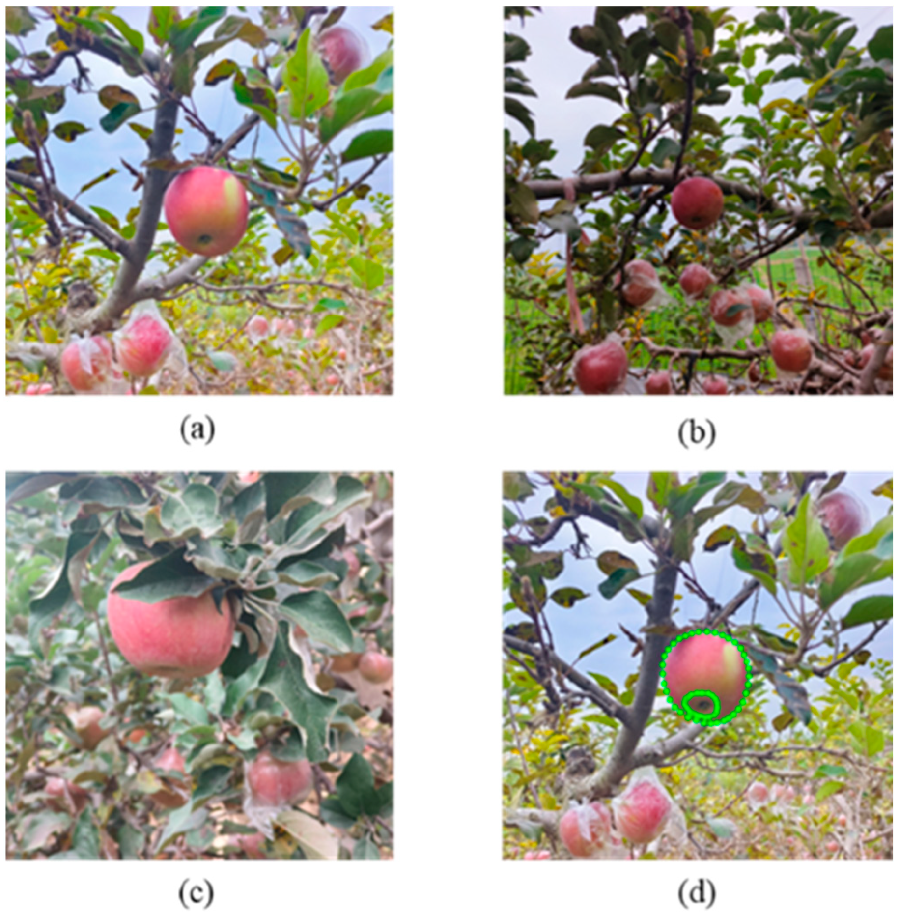 Agronomy 15 00900 g001