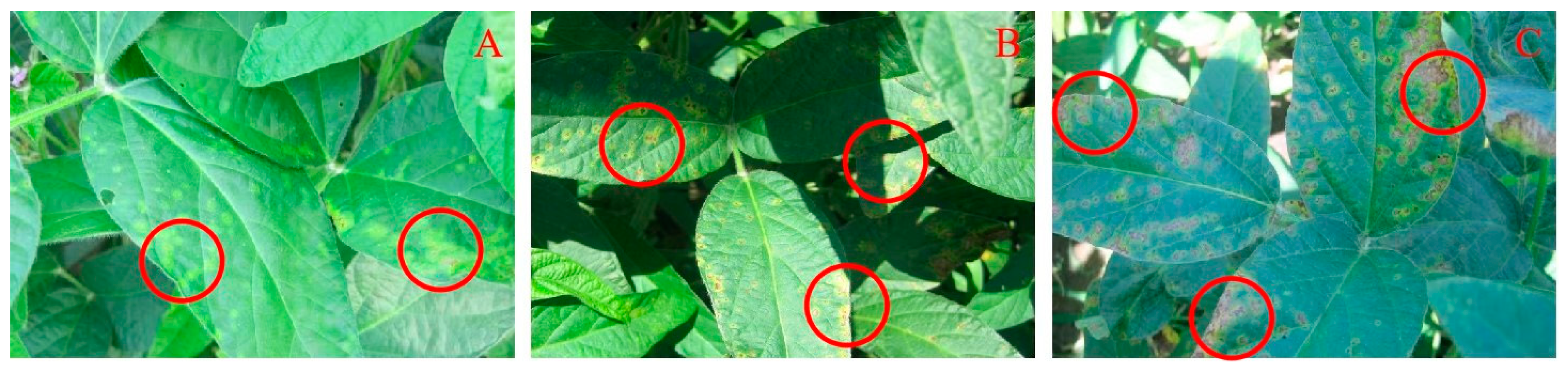 Agronomy 15 00921 g001