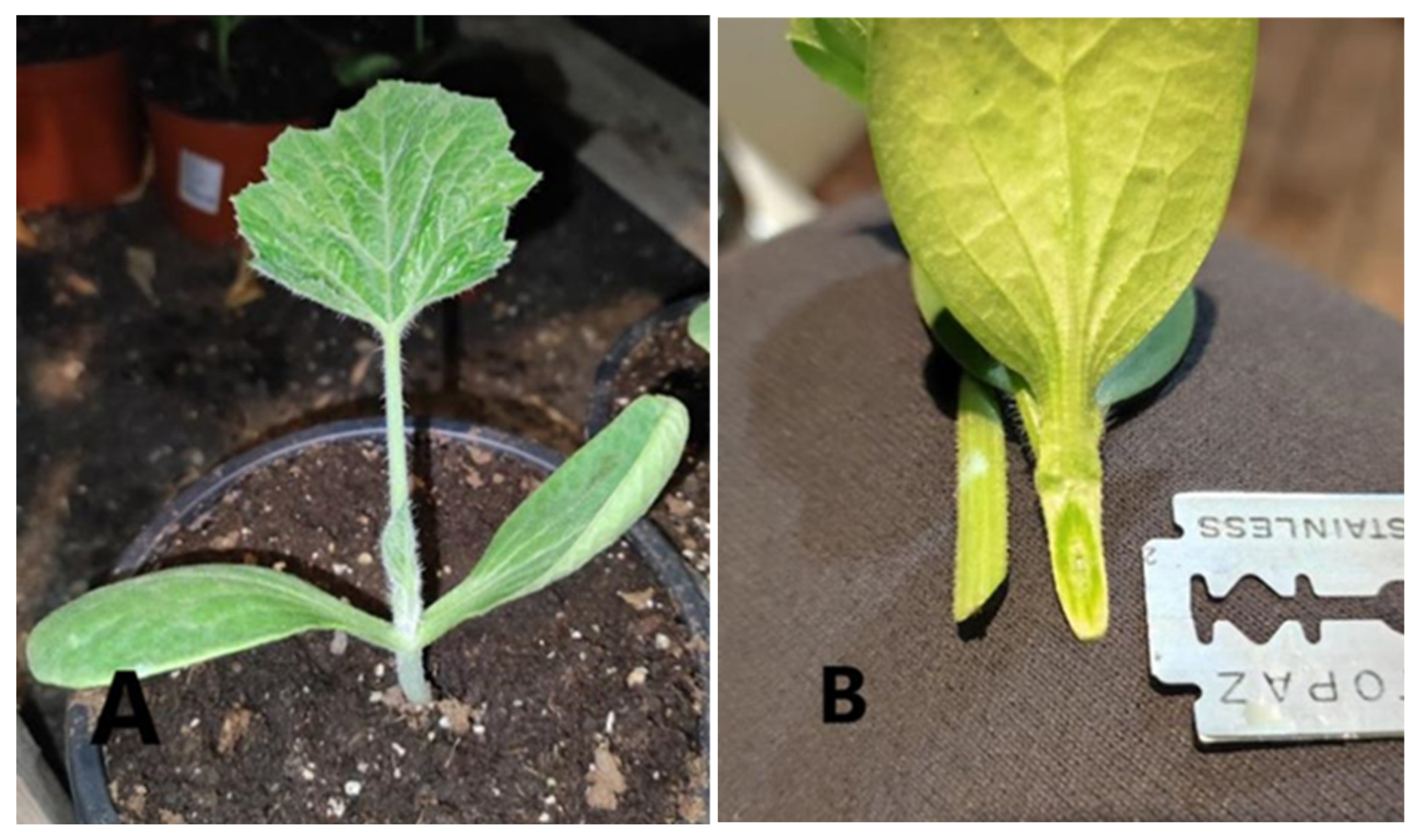 Agronomy 15 00933 g001a