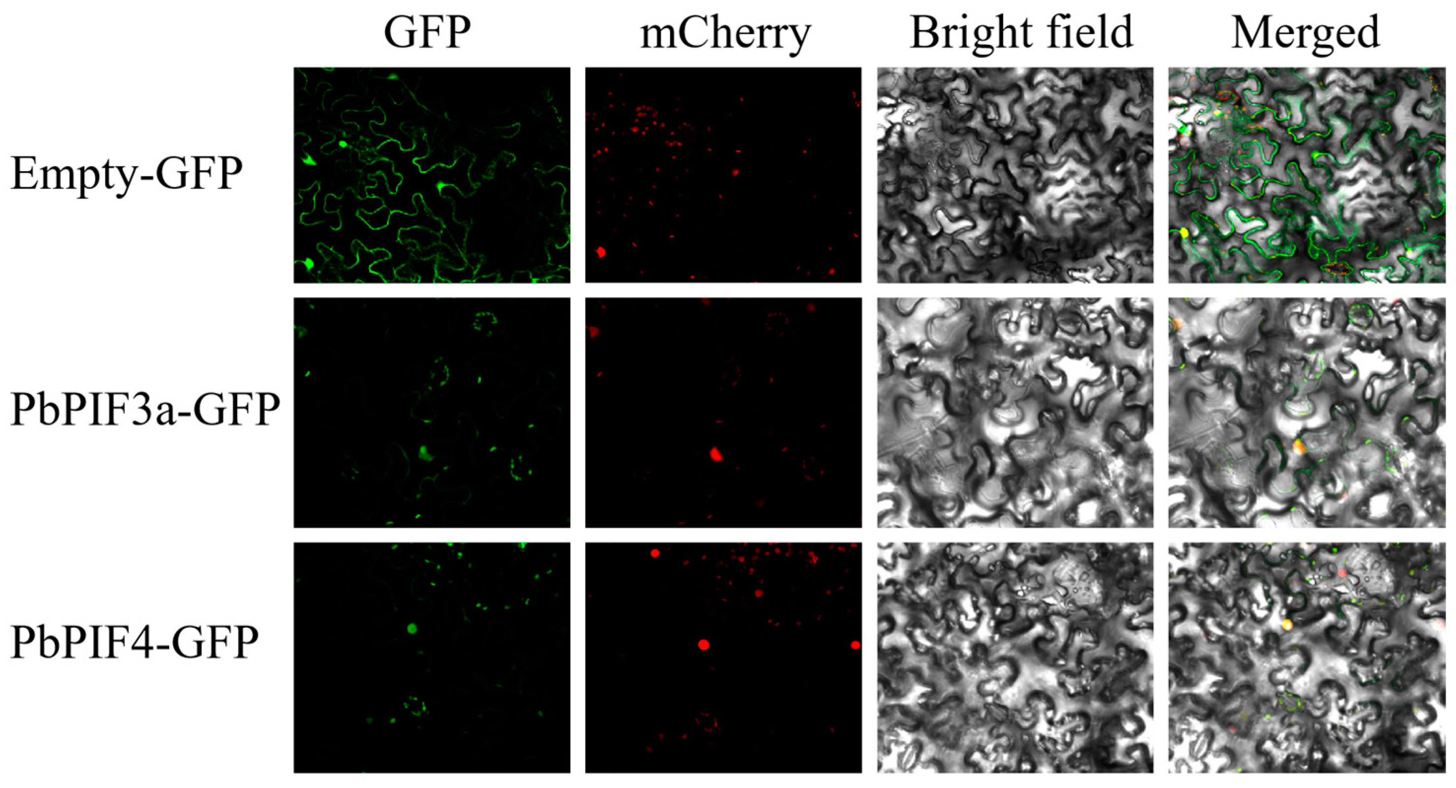 Agronomy 15 00959 g004