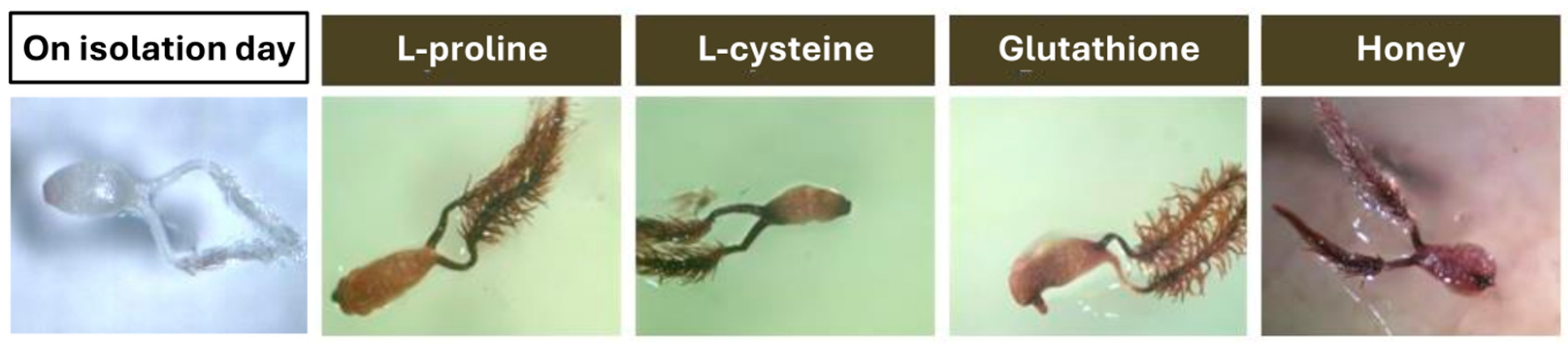 Agronomy 15 00962 g001