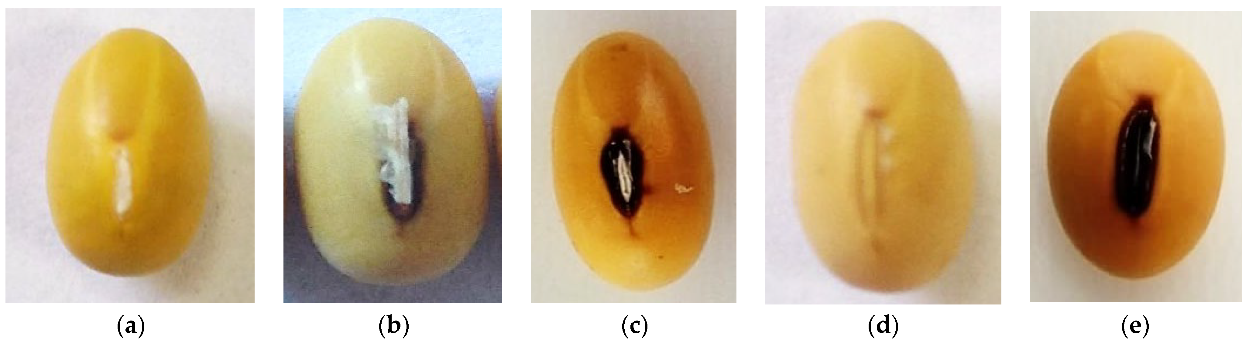 Agronomy 15 00969 g003