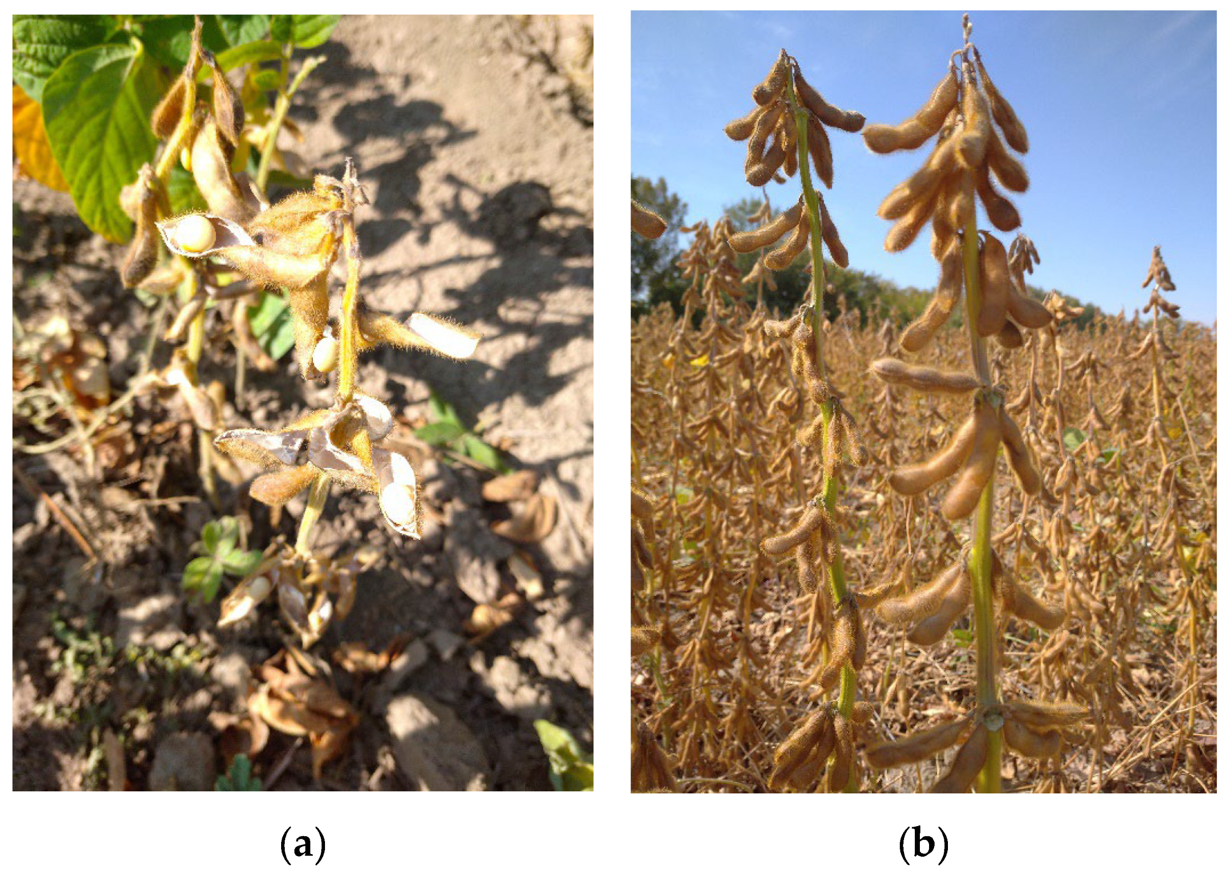 Agronomy 15 00969 g008