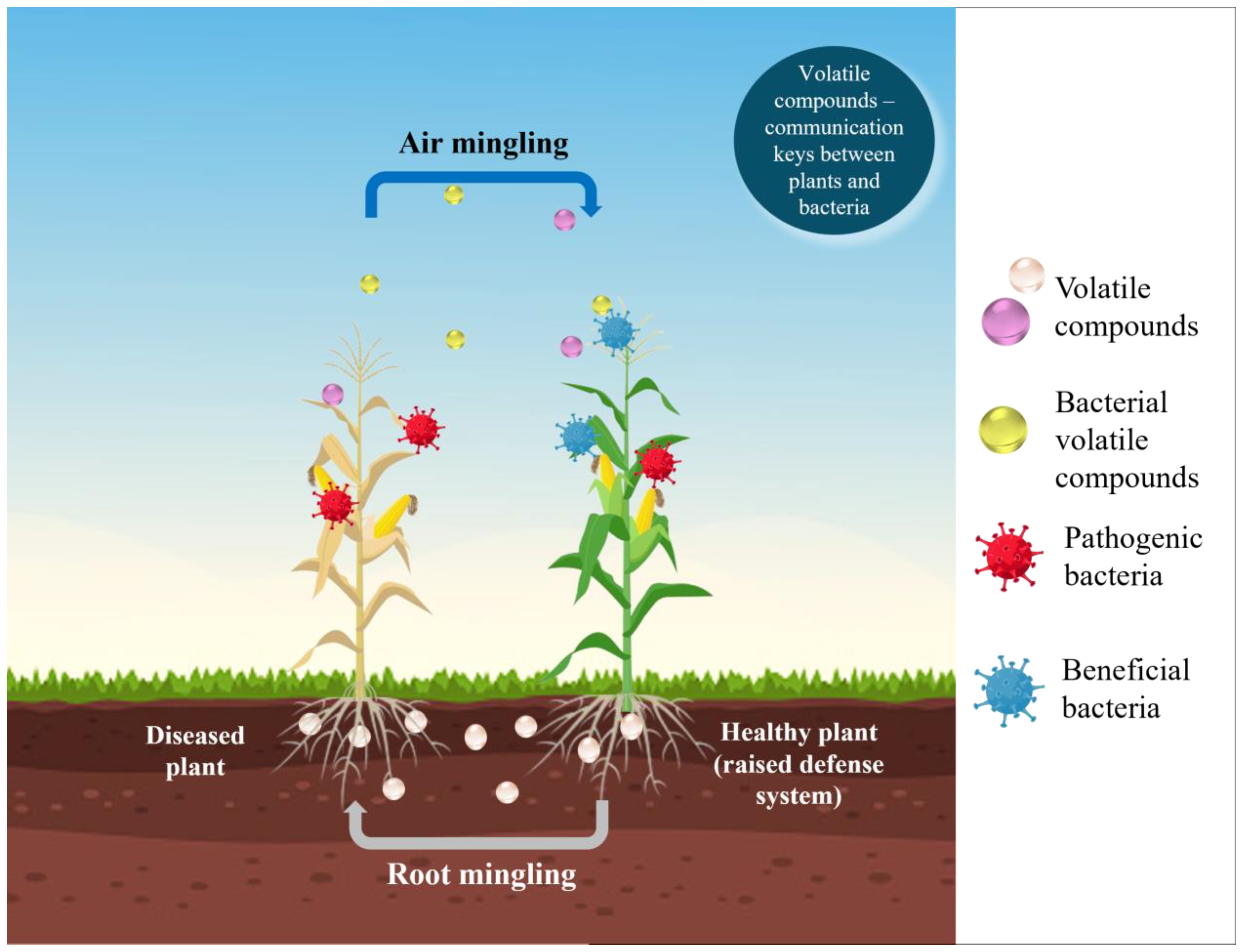 Agronomy 15 01003 g002 Agronomy 15 01003 g002