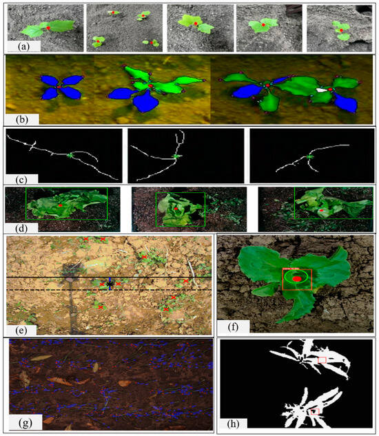 Agronomy 15 01015 g007