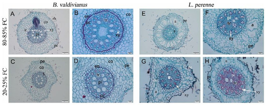 Agronomy 15 01024 g001