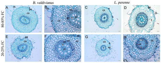 Agronomy 15 01024 g002