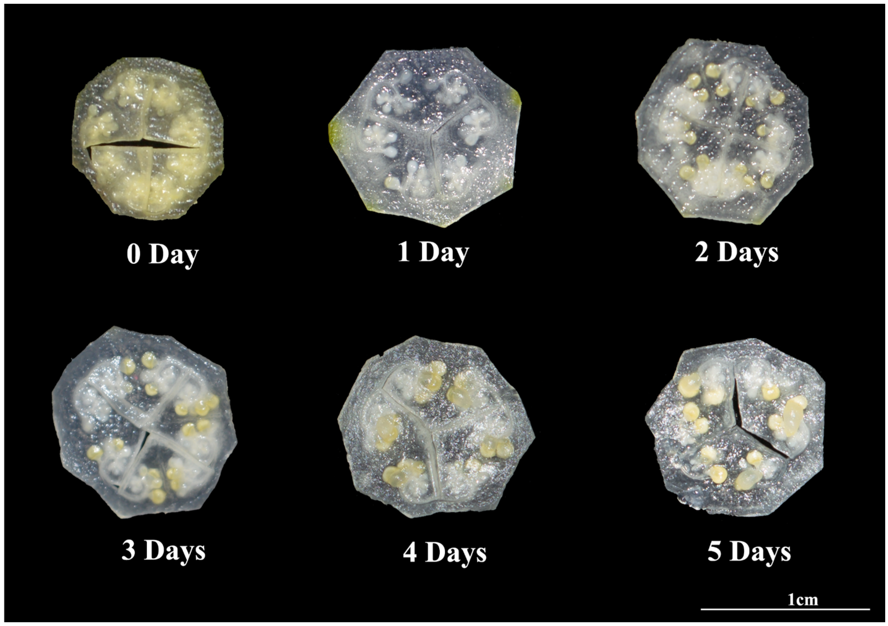 Agronomy 15 01063 g001