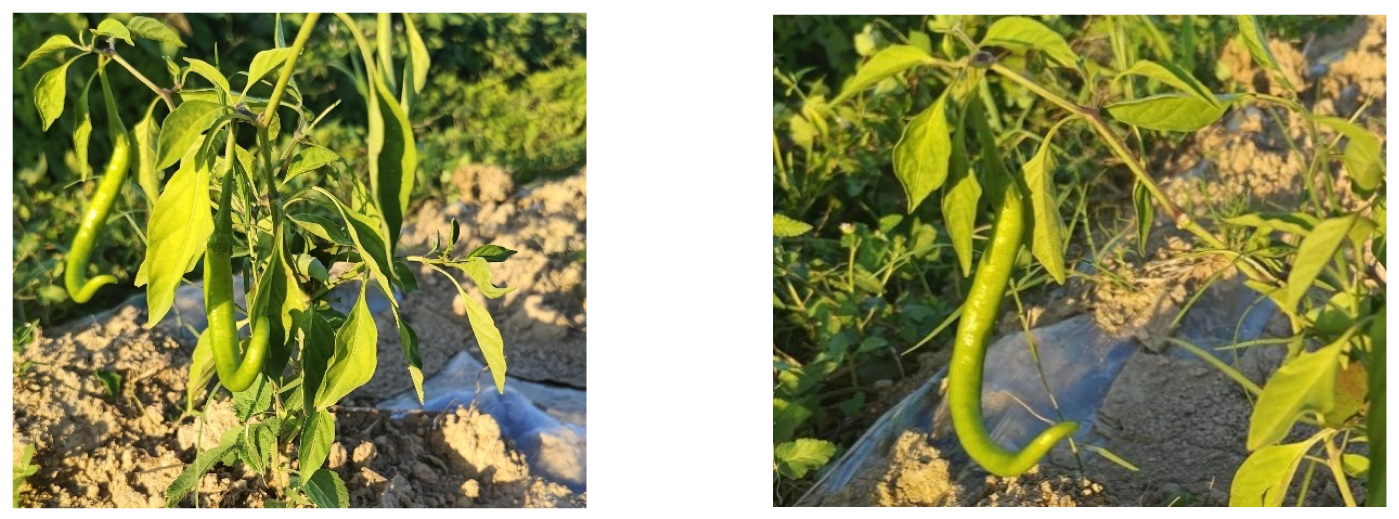 Agronomy 15 01118 g007 Agronomy 15 01118 g007