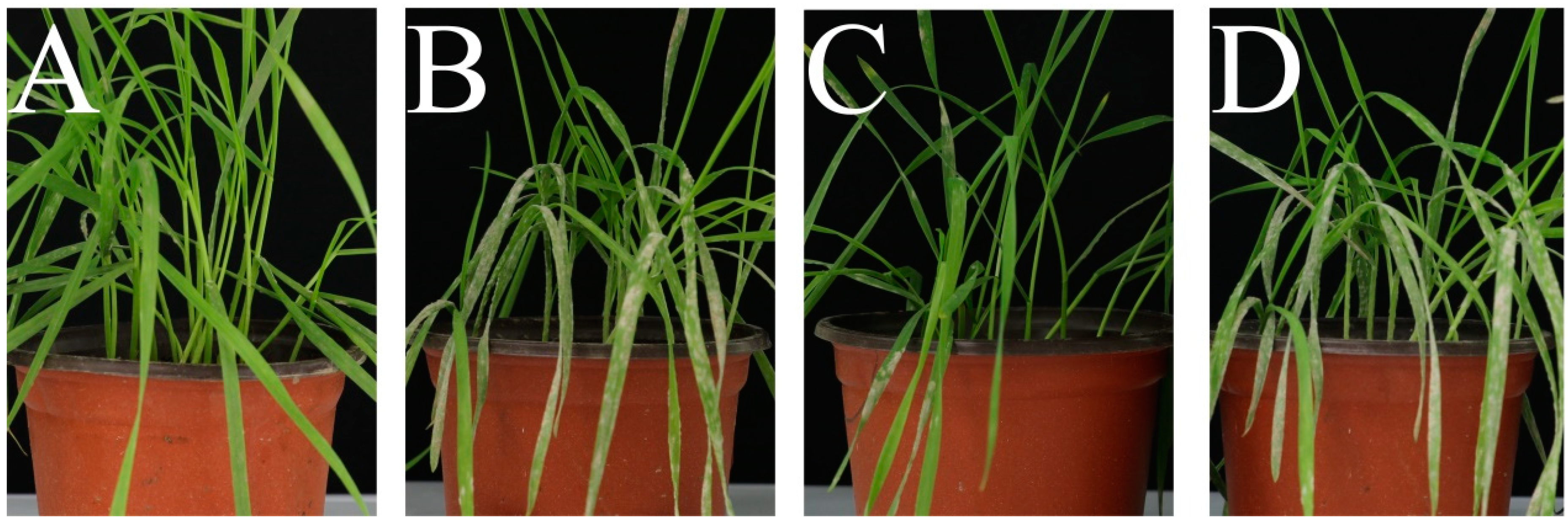 Agronomy 15 01148 g003