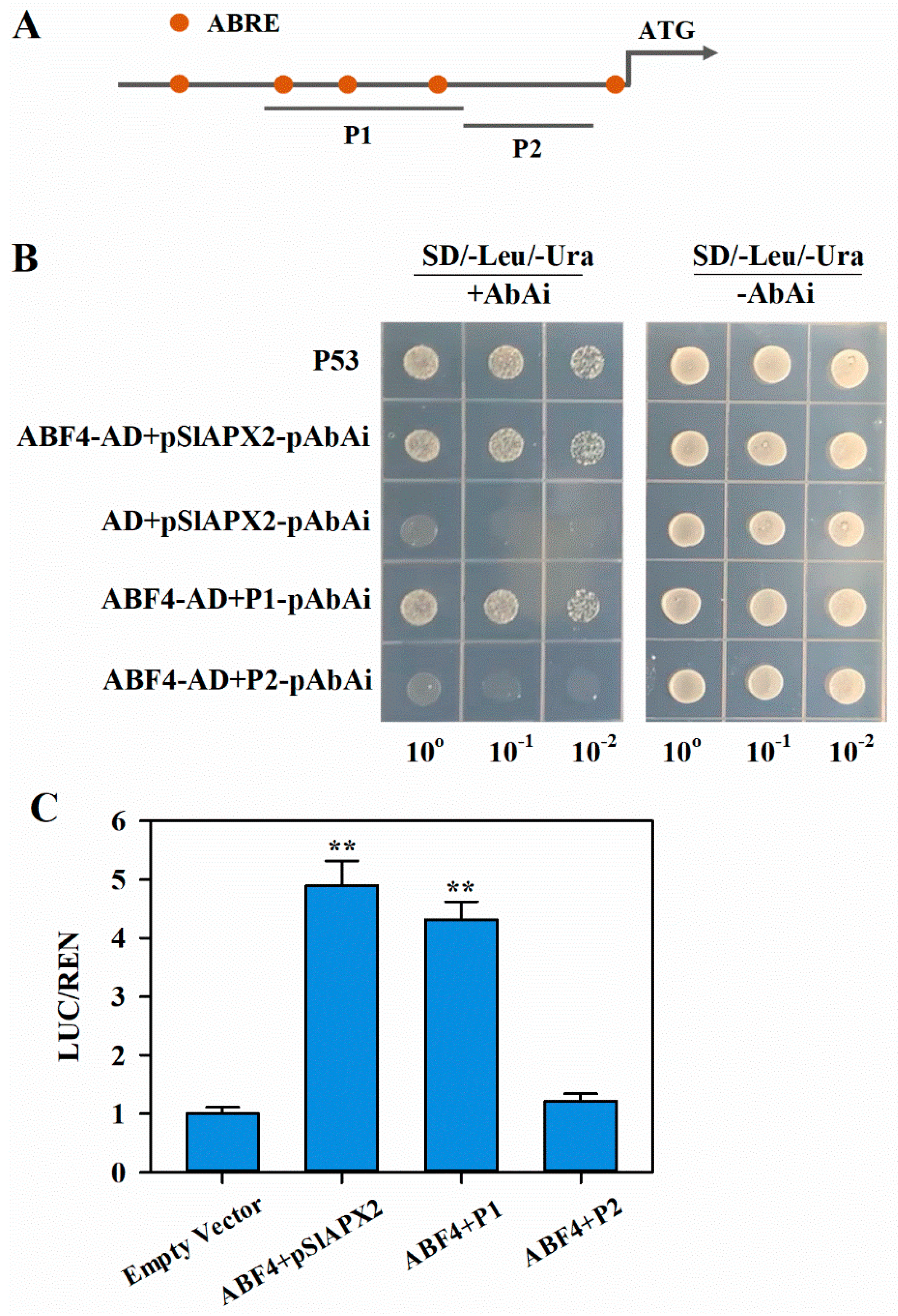 Agronomy 15 01206 g005